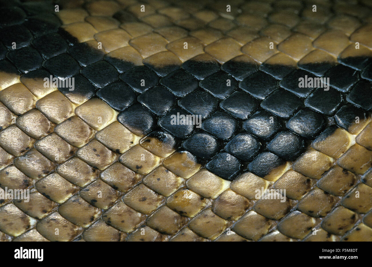 Royal Python Python regius, Close Up della pelle Foto Stock