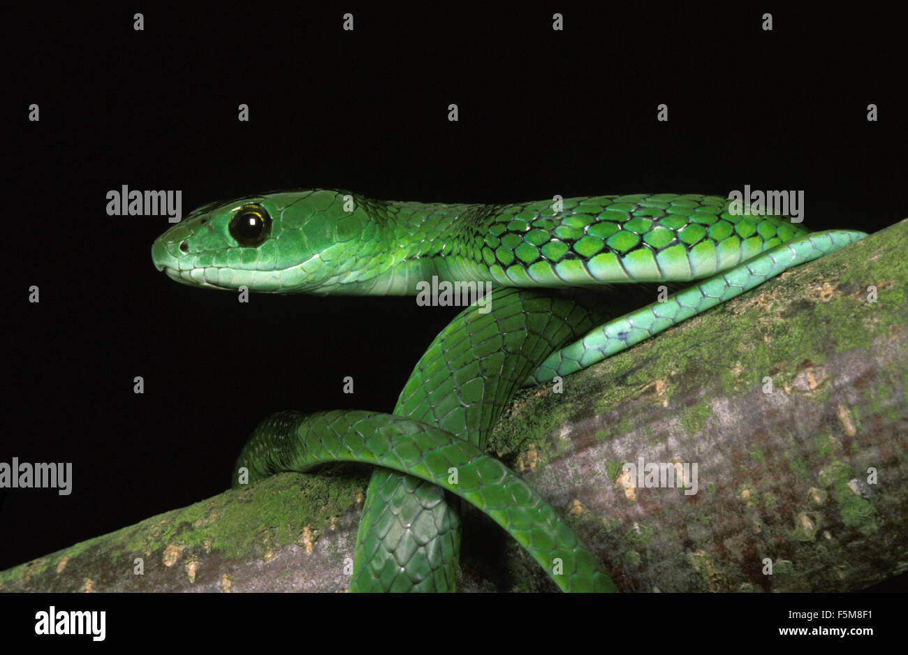Avvistato Bush Snake, philothamnus semivariegatus Foto Stock