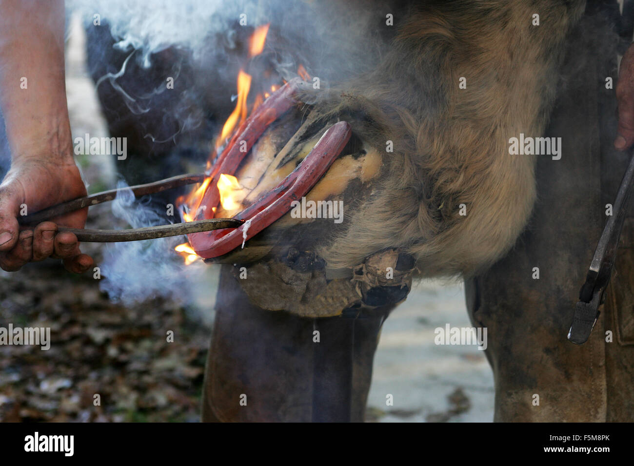 Fabbro e Percheron, montaggio red hot ferro di cavallo a zoccolo Foto Stock