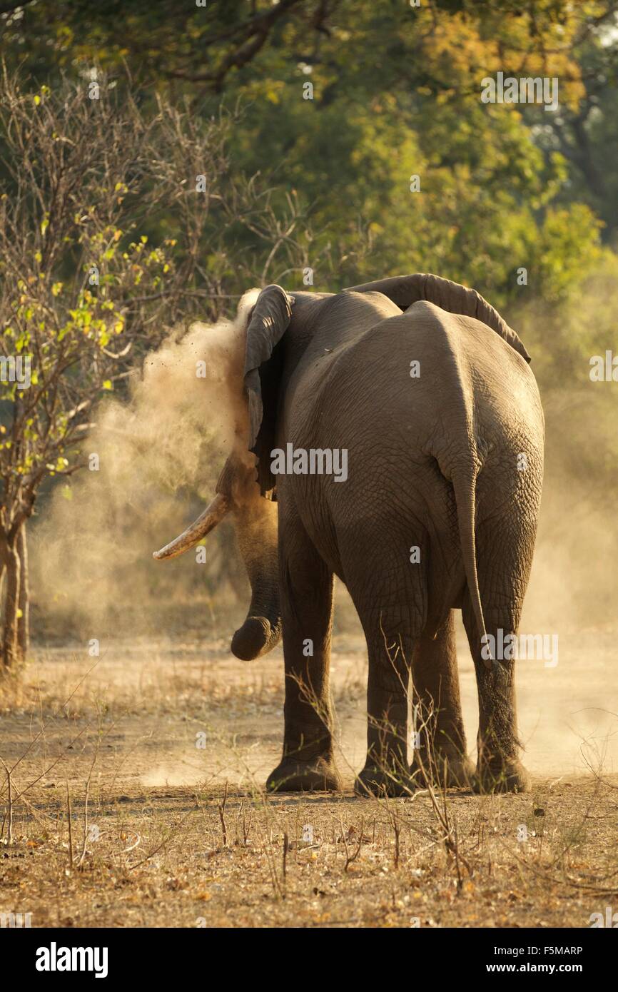 Bull elefante africano (Loxodonta africana) avente polvere bagno, vista posteriore del Parco Nazionale di Mana Pools, Zimbabwe Foto Stock