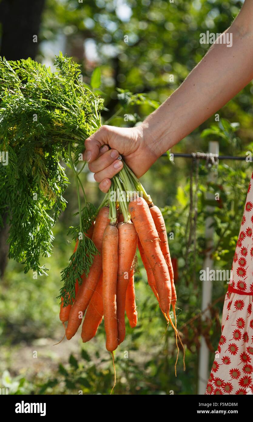 Metà donna adulta in giardino, tenendo mazzetto di carote, messa a fuoco a portata di mano Foto Stock