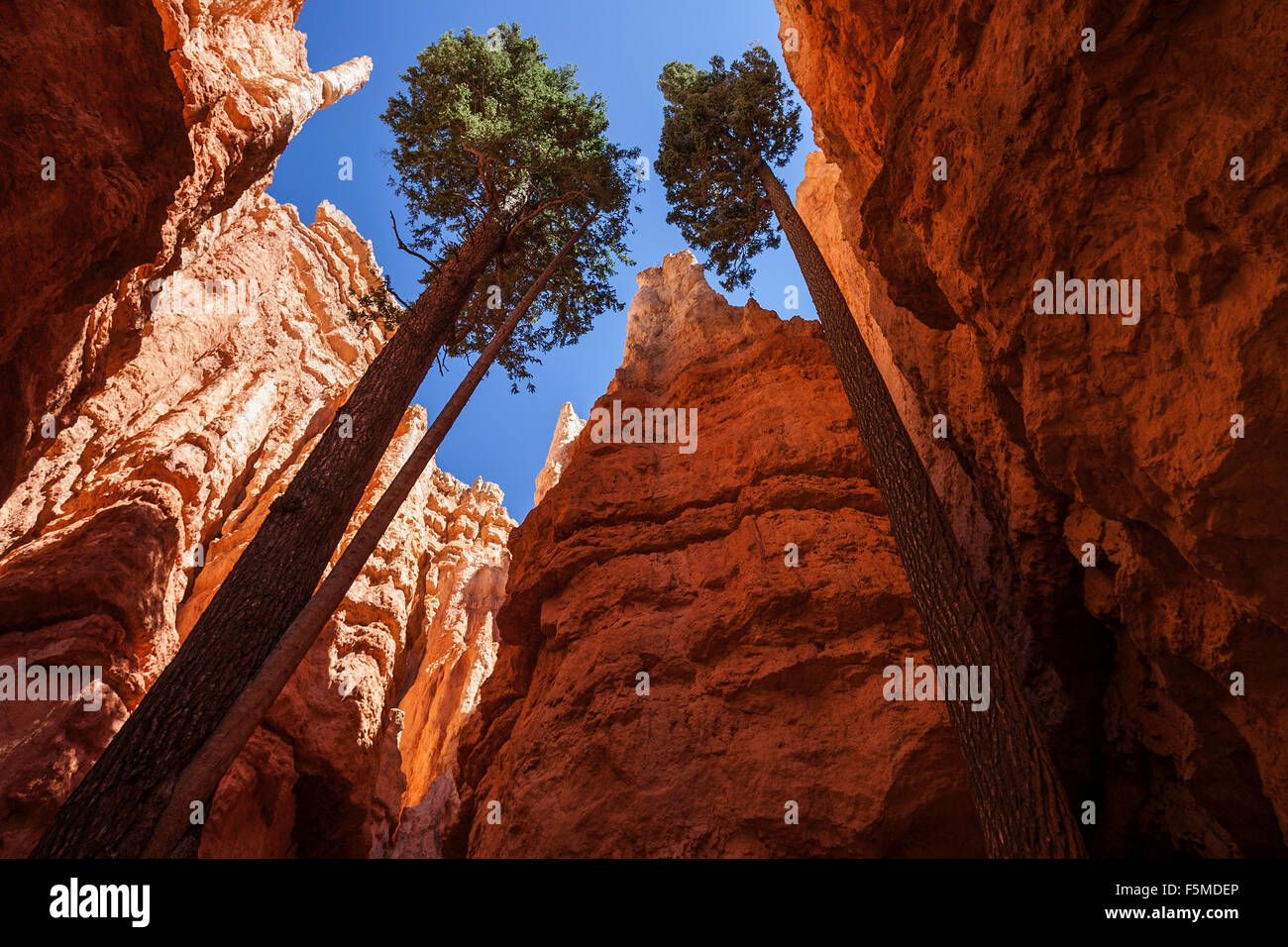 Douglas Fir (Pseudotsuga menziesii) crescente tra alte scogliere, camini di fata, Navajo Loop Trail, Parco Nazionale di Bryce Canyon Foto Stock