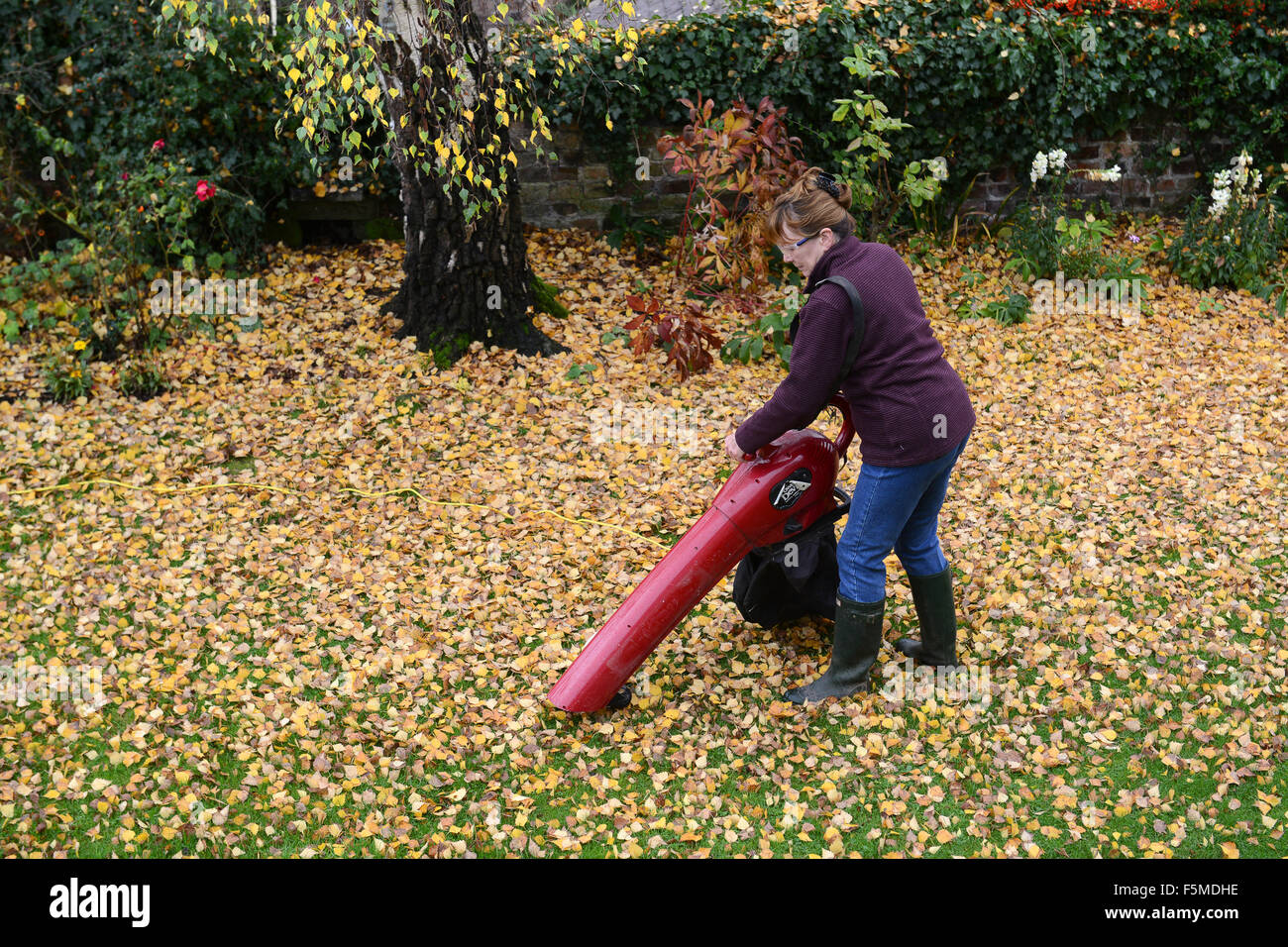 Coalbrookdale, Shropshire, Regno Unito. 06th Nov 2015. Donna giardiniere di compensazione autunno lascia Coalbrookdale, Shropshire, Gran Bretagna, UK Credit: David Bagnall Foto Stock