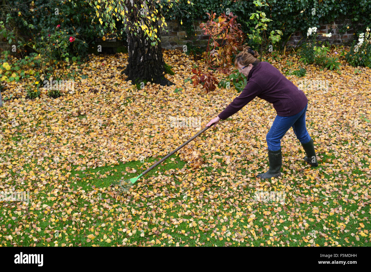 Donna giardiniere che pulisce le foglie autunnali Coalbrookdale, Shropshire, Gran Bretagna, Regno Unito credito: David Bagnall Foto Stock