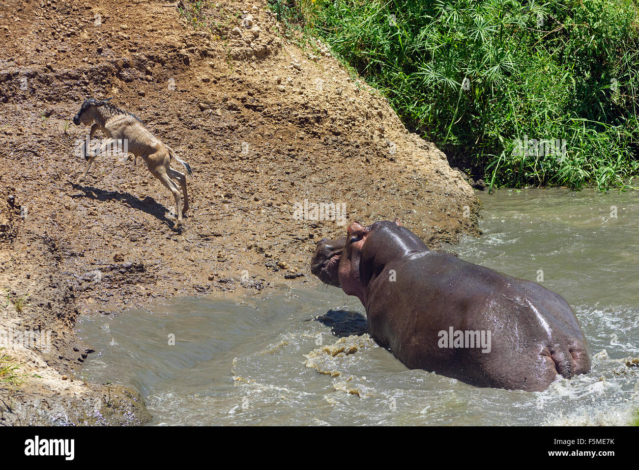 Ippopotamo (ippopotamo anfibi) a caccia di gnu (Connochaetes roperinus) di vitello, comportamento insolito, Masai Mara Foto Stock
