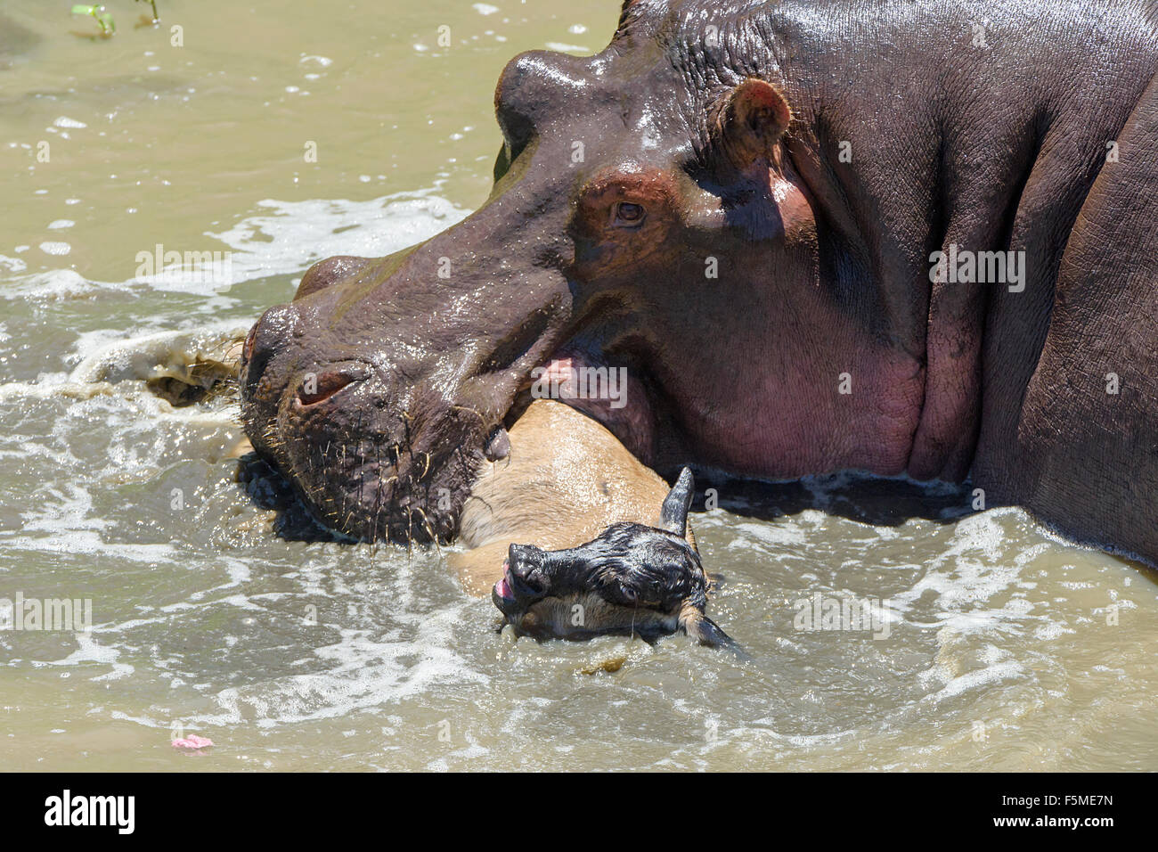 Ippopotamo (ippopotamo anfibi) uccidendo GNU (Connochaetes roperinus) di vitello, comportamento insolito, Masai Mara Foto Stock