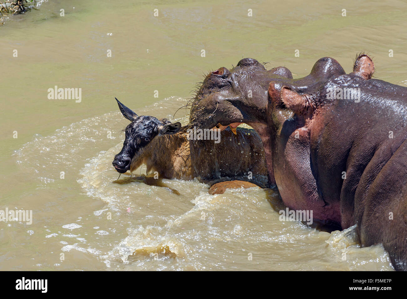 Ippopotamo (ippopotamo anfibi) uccidendo GNU (Connochaetes roperinus) di vitello, comportamento insolito, Masai Mara Foto Stock