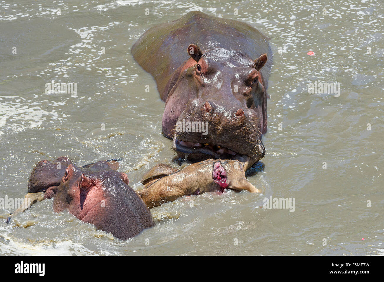 Ippopotami (ippopotamo anfibi) caccia e uccisione di gnu (Connochaetes roperinus) di vitello, comportamento insolito Foto Stock