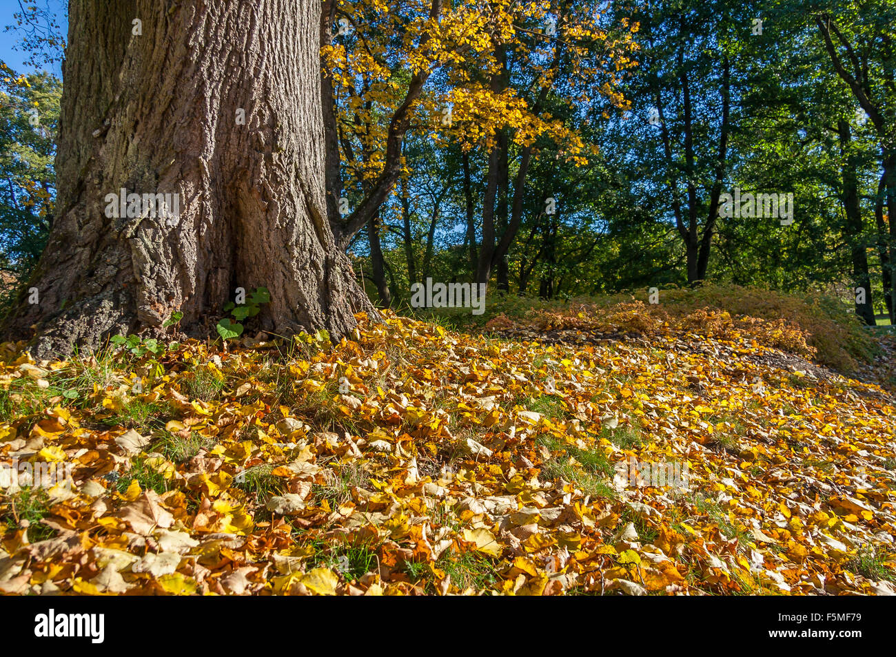 Vecchio albero e foglie di autunno Foto Stock