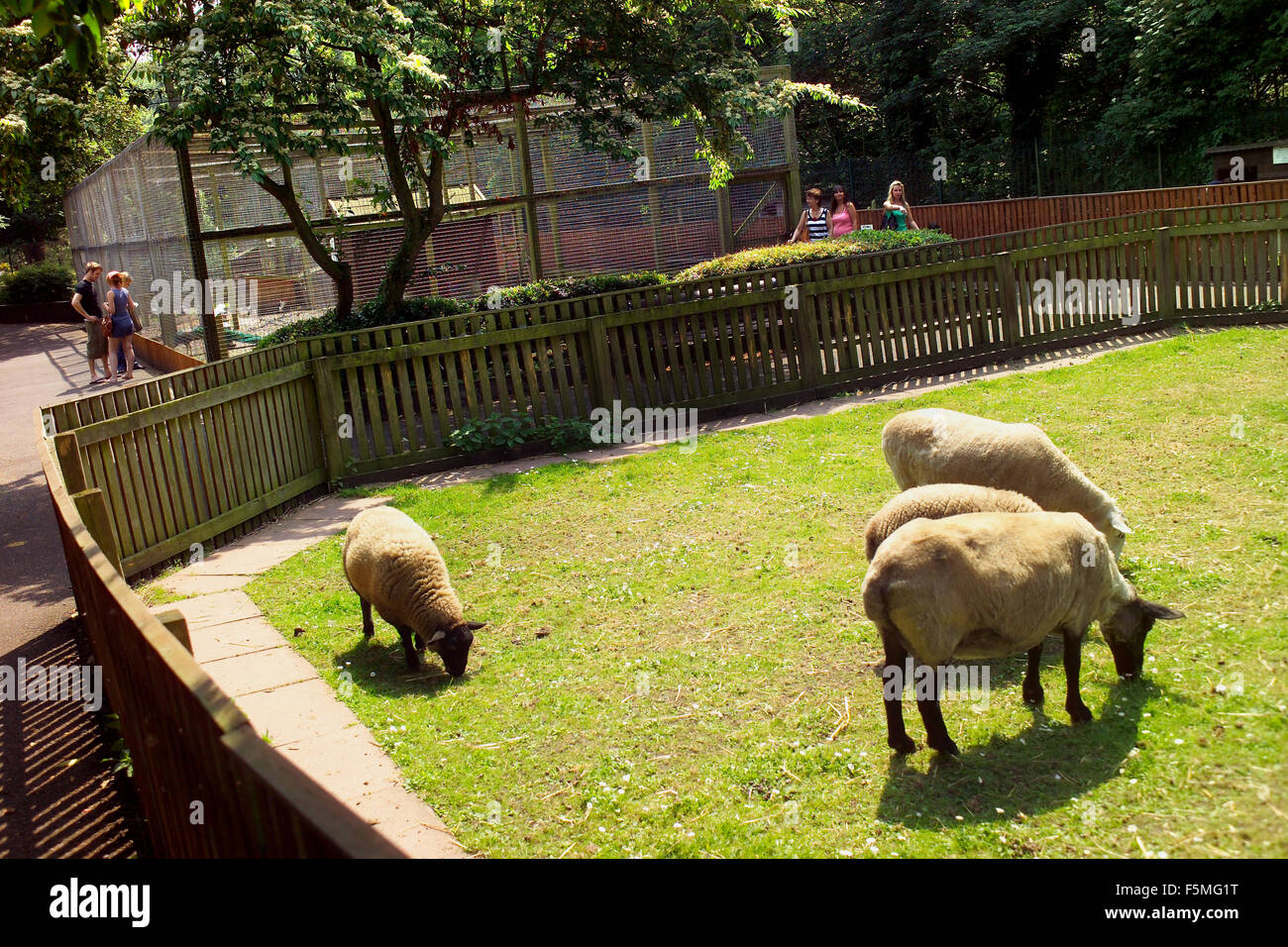 Animali domestici ad angolo, Jesmond Dene Foto Stock