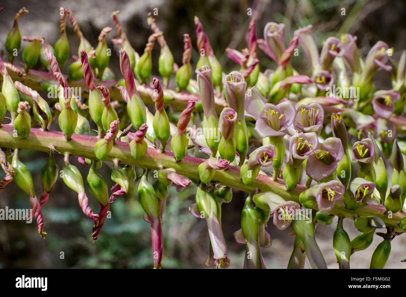 Un Bromeliad, probabilmente Puya aequatorialis, trovato nella foresta tropicale asciutta di Parque Jerusalem, Pichincha, Ecuador. Foto Stock