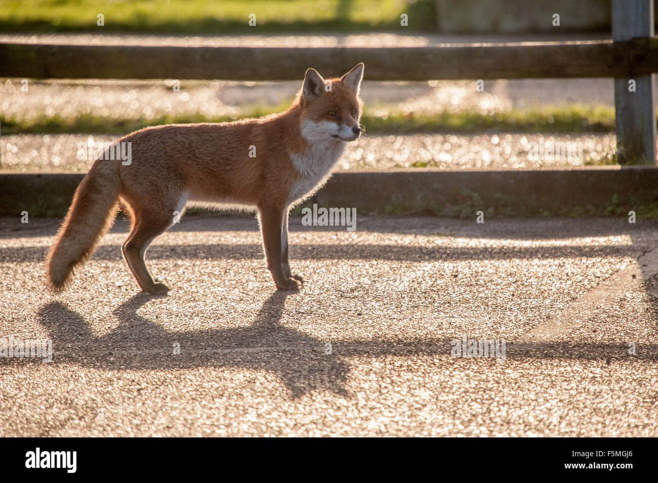 Fox in piedi da recinzione Foto Stock