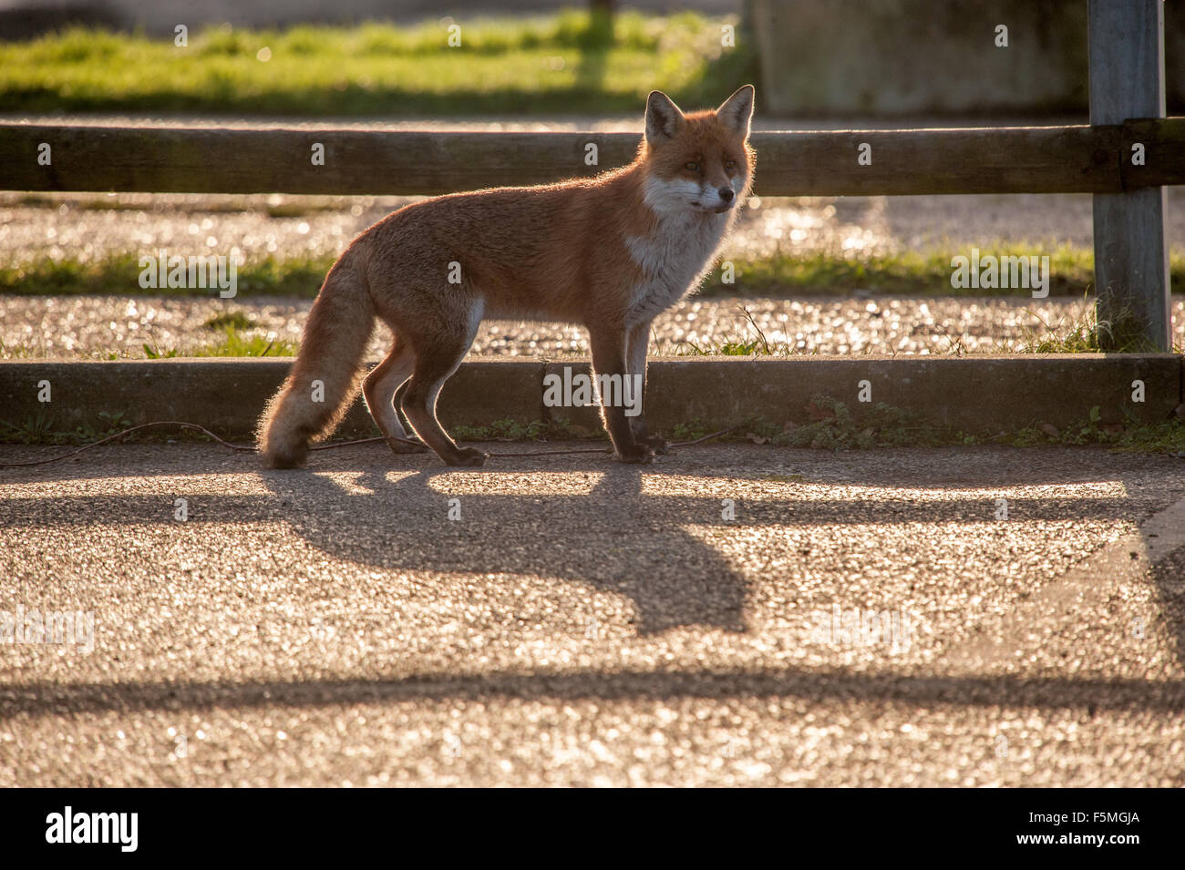 Fox in ombra Foto Stock