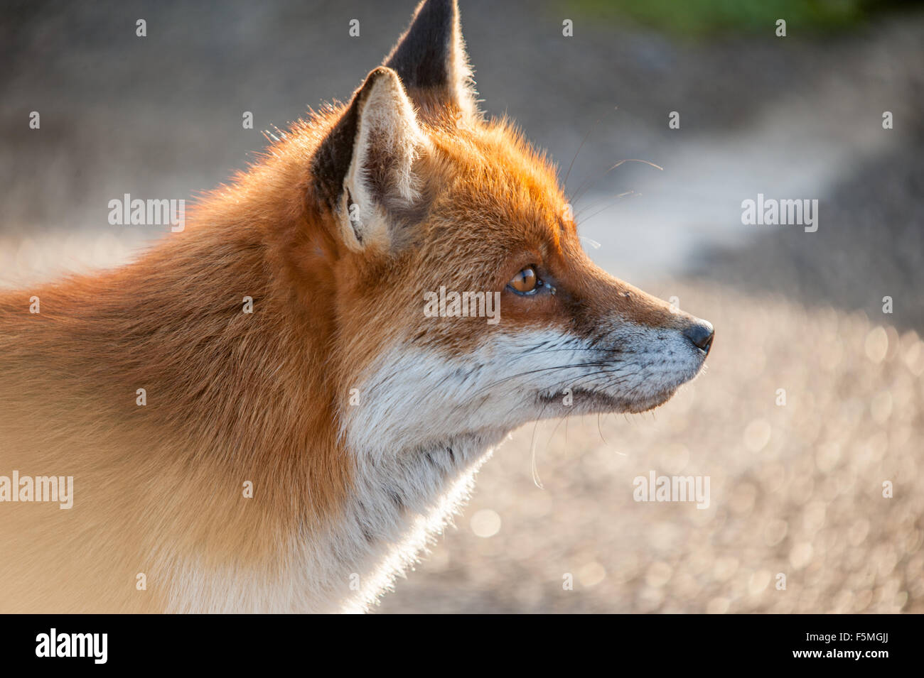 Fox profilo di testa Foto Stock