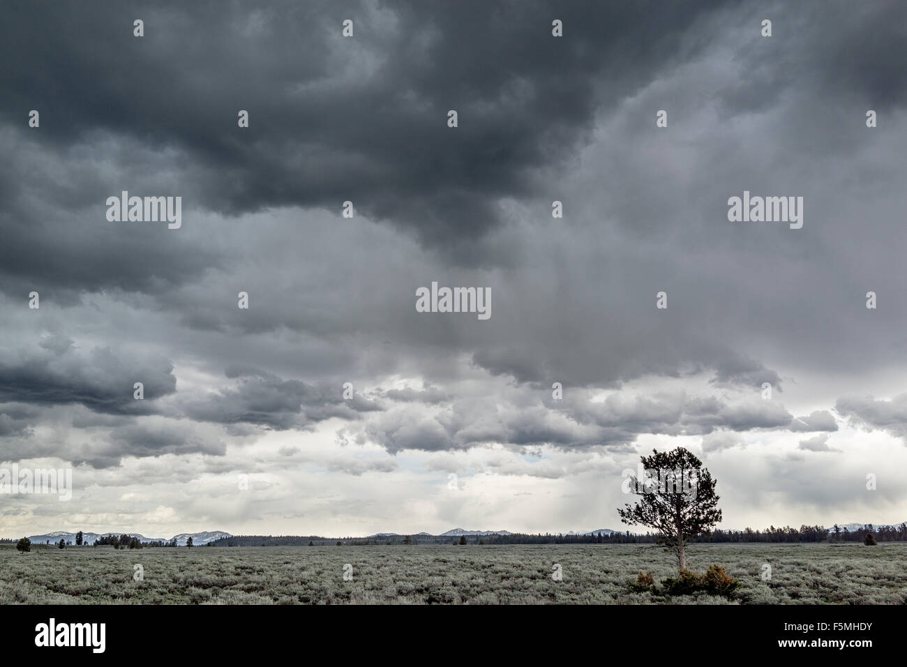 Grand Tetons Parco Nazionale di paesaggio con un singolo albero Foto Stock