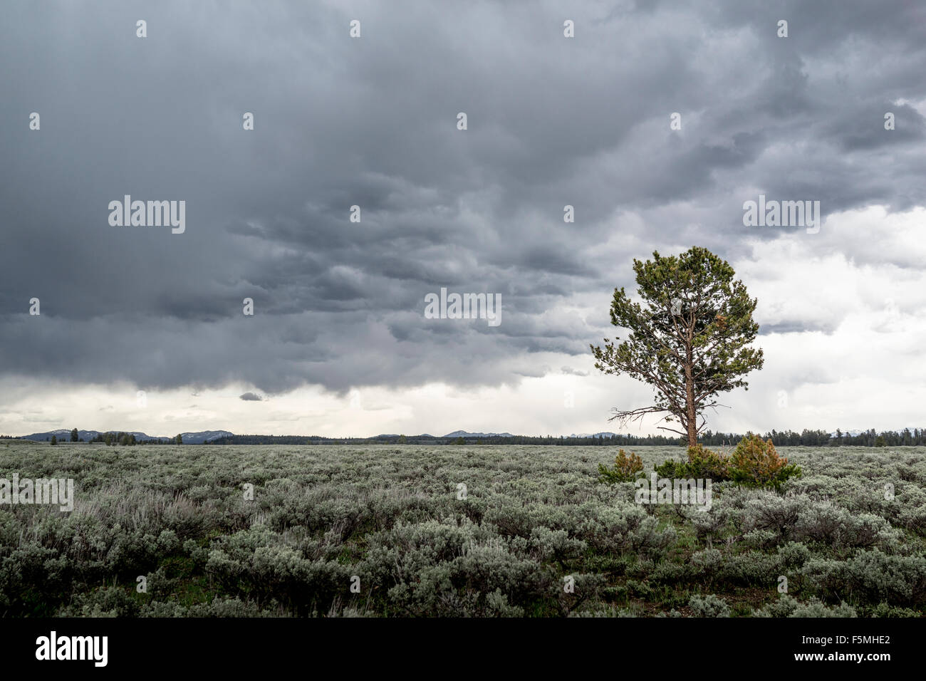 Grand Tetons Parco Nazionale di paesaggio con un singolo albero Foto Stock