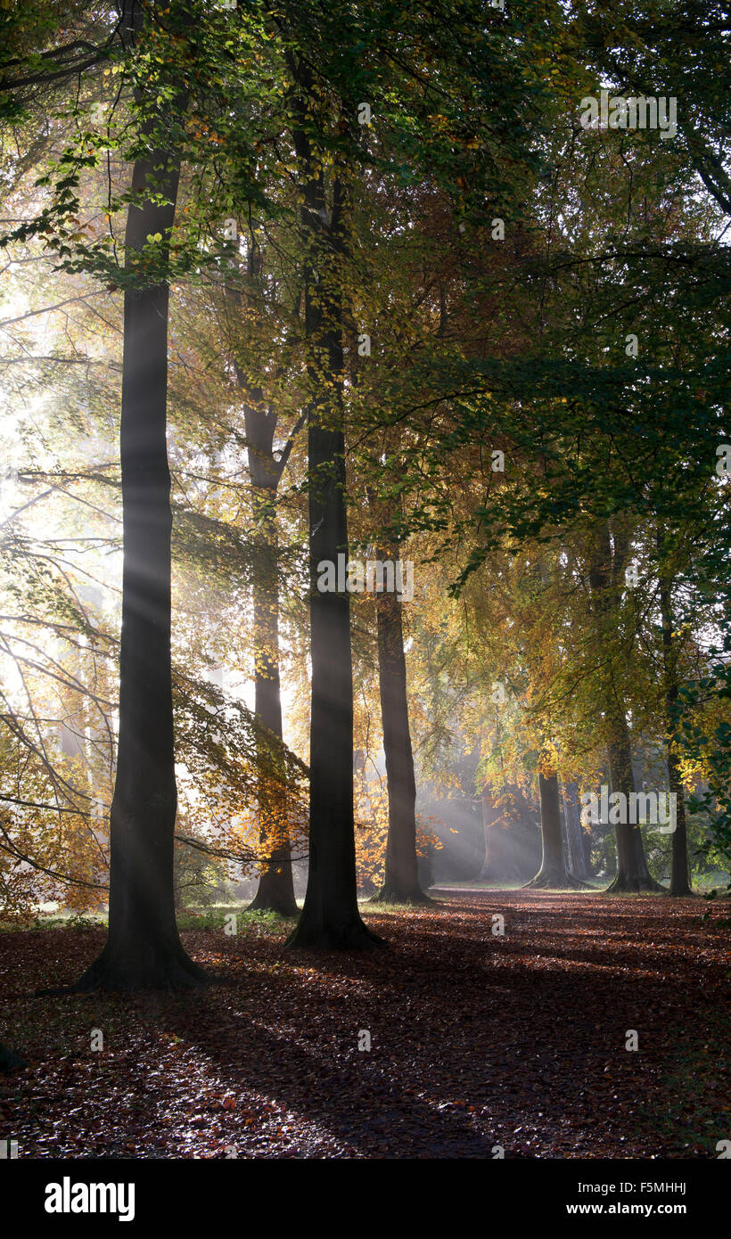 Fagus sylvatica. Faggi, Sunray e nebbia autunnale a Westonbirt Arboretum, Gloucestershire, Inghilterra Foto Stock