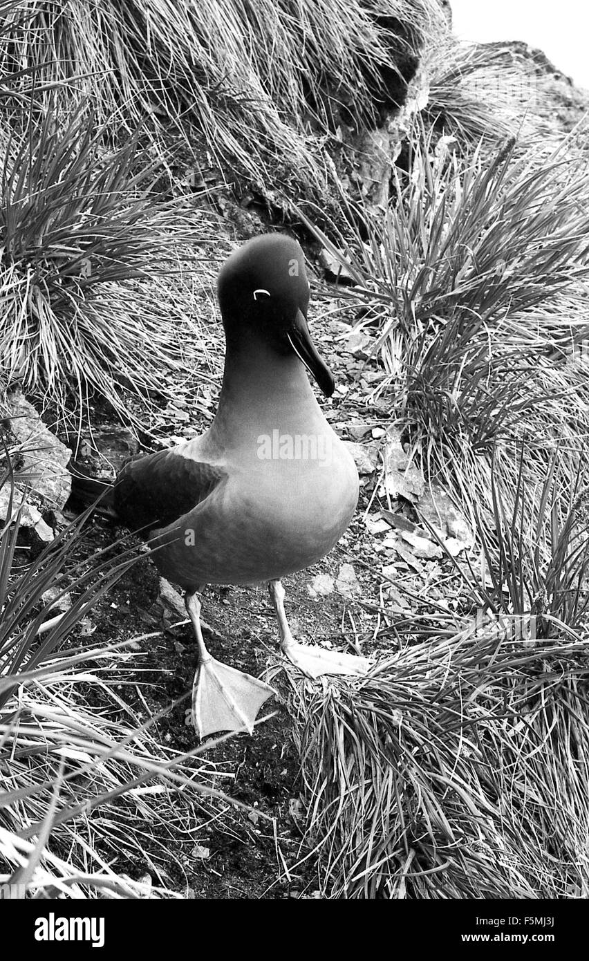 HMS Endurance Antartico Britannico nave idrografica, Fuligginosa Albatross Georgia del sud della caccia alla balena bay 1973 Foto Stock