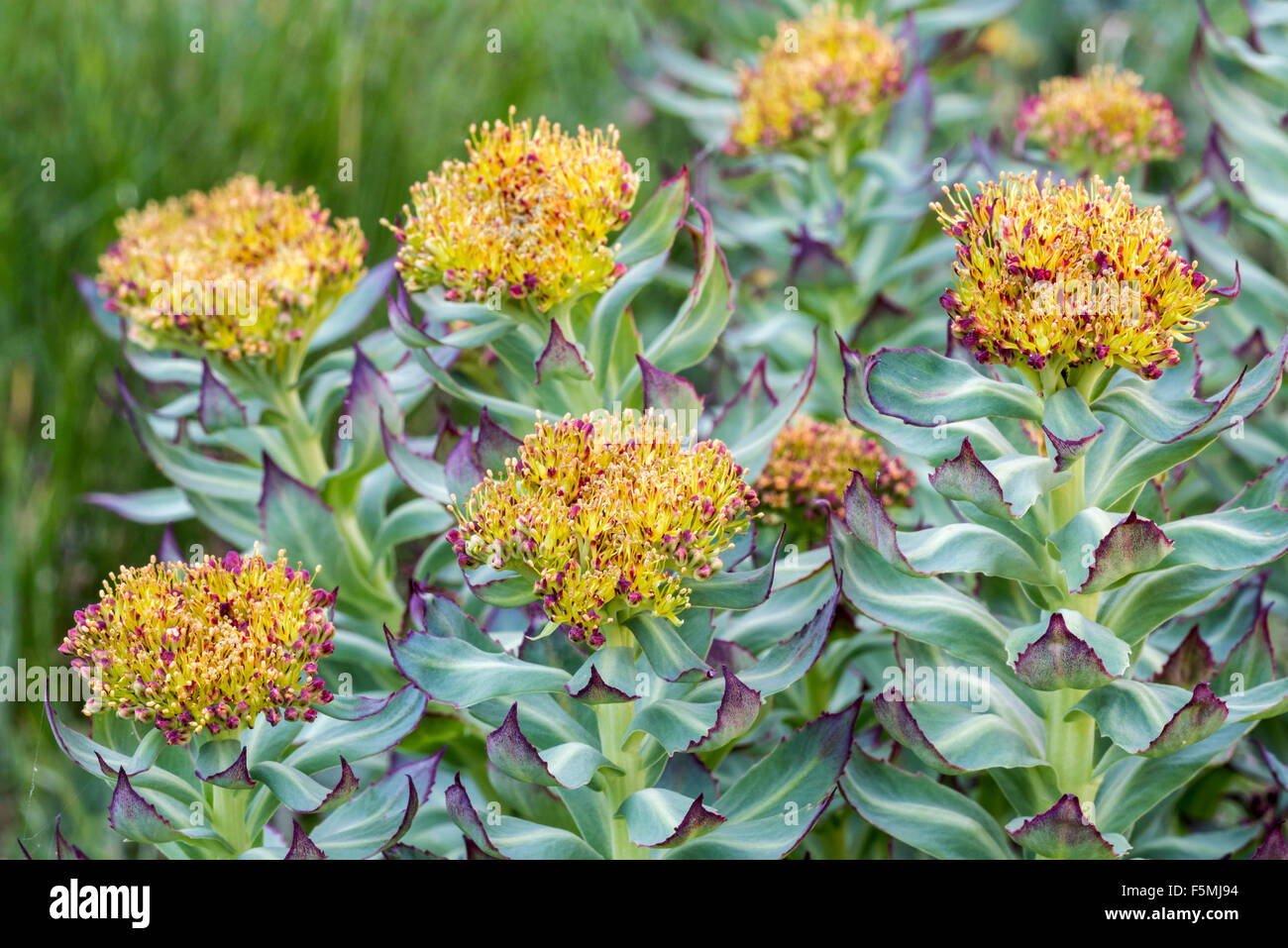 Radice d'oro rosa / root / western roseroot (Rhodiola rosea / Sedum rosea / Sedum roseum) in fiore Foto Stock