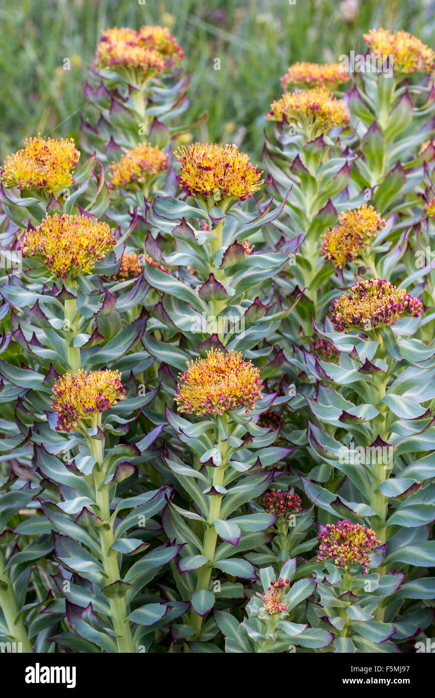 Radice d'oro rosa / root / western roseroot (Rhodiola rosea / Sedum rosea / Sedum roseum) in fiore Foto Stock