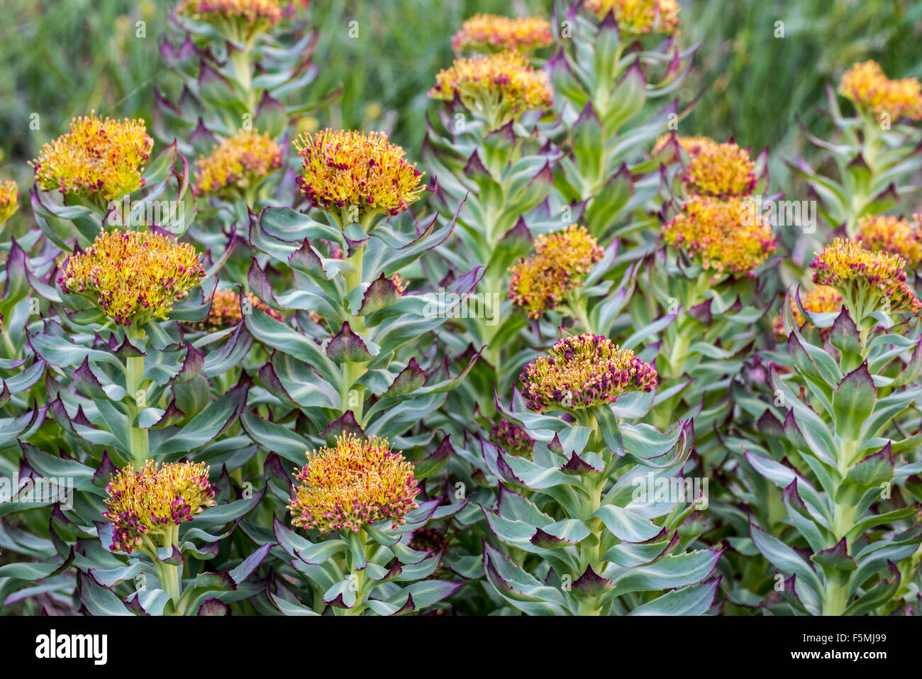 Radice d'oro rosa / root / western roseroot (Rhodiola rosea / Sedum rosea / Sedum roseum) in fiore Foto Stock