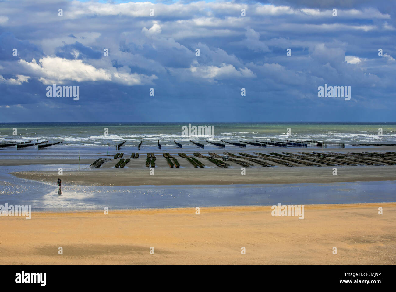 Ostriche coltivate in sacchetti di oyster farm / oyster park esposta sulla spiaggia con la bassa marea, Saint-Martin-de-Varreville, Normandia Foto Stock