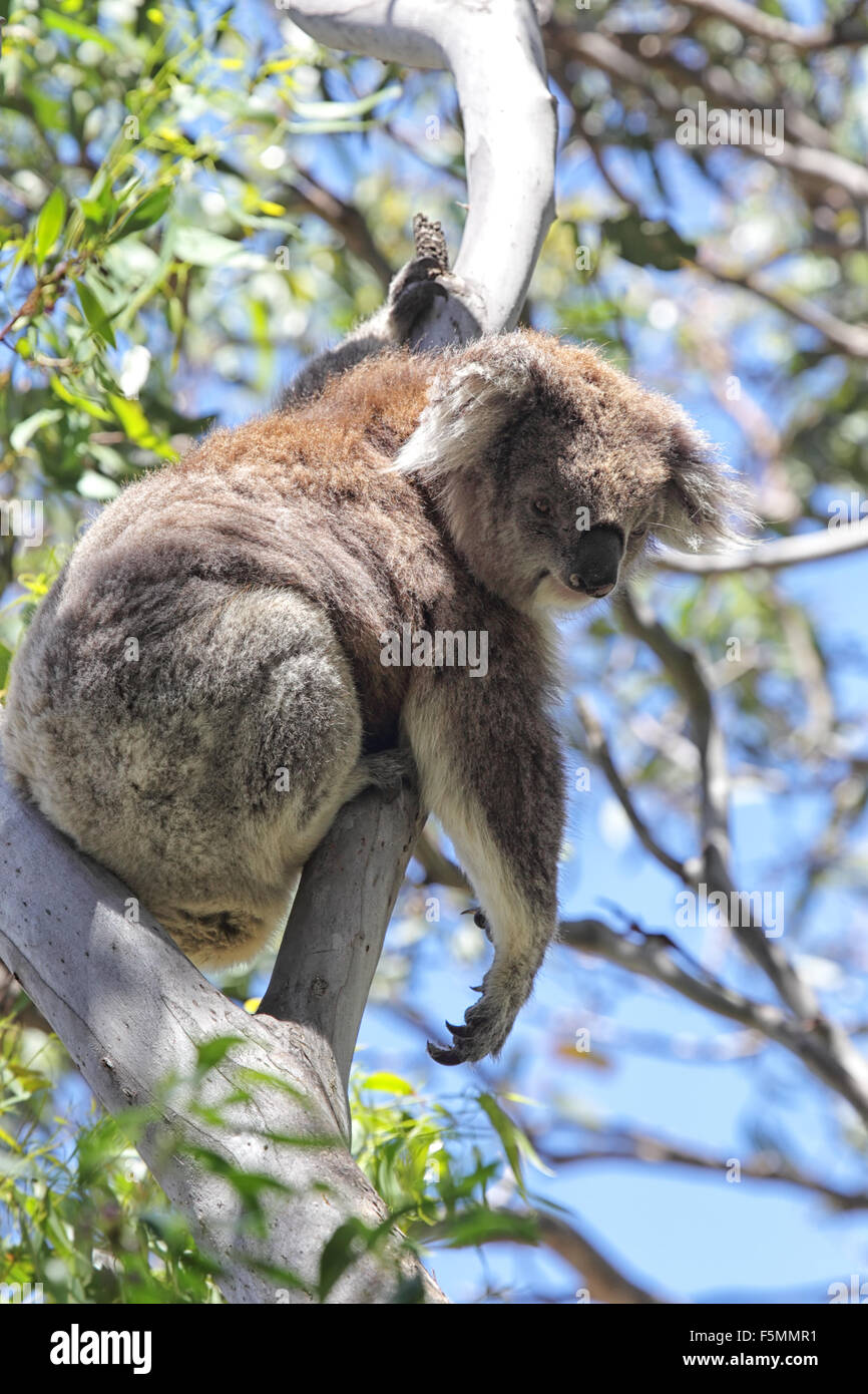 Koala (Phascolarctos cinereus) seduto su un albero eukalypt su Raymond isola nel Lago di Re, Victoria, Australia. Foto Stock