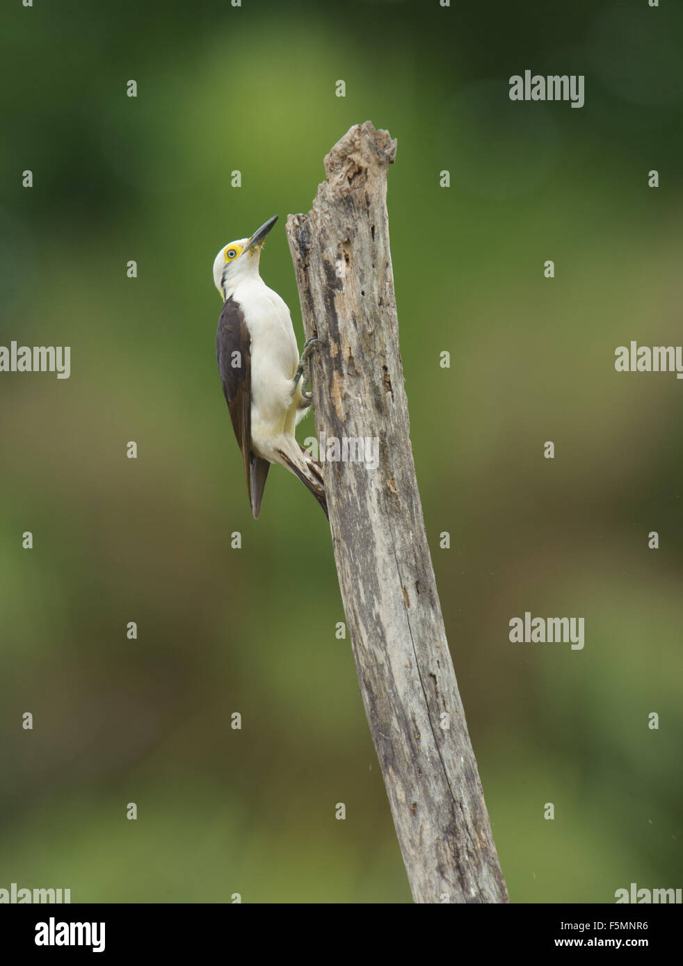 Picchio bianco (Melanerpes candidus) alla ricerca di insetti sul marciume tree, il Pantanal, Mato Grosso, Brasile Foto Stock