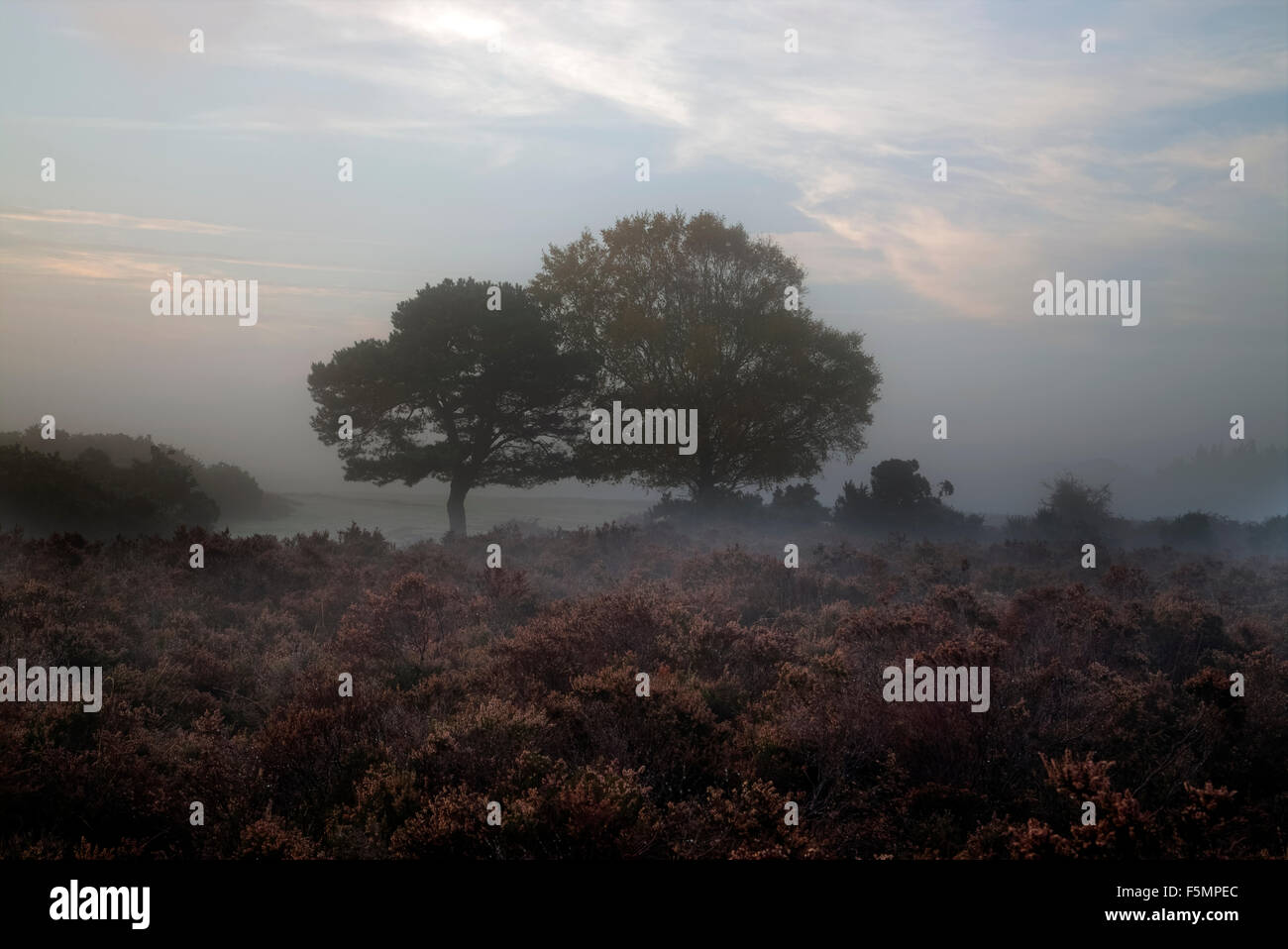 Nuova Foresta sunrise, Brockenhurst, Hampshire, Inghilterra, Regno Unito Foto Stock