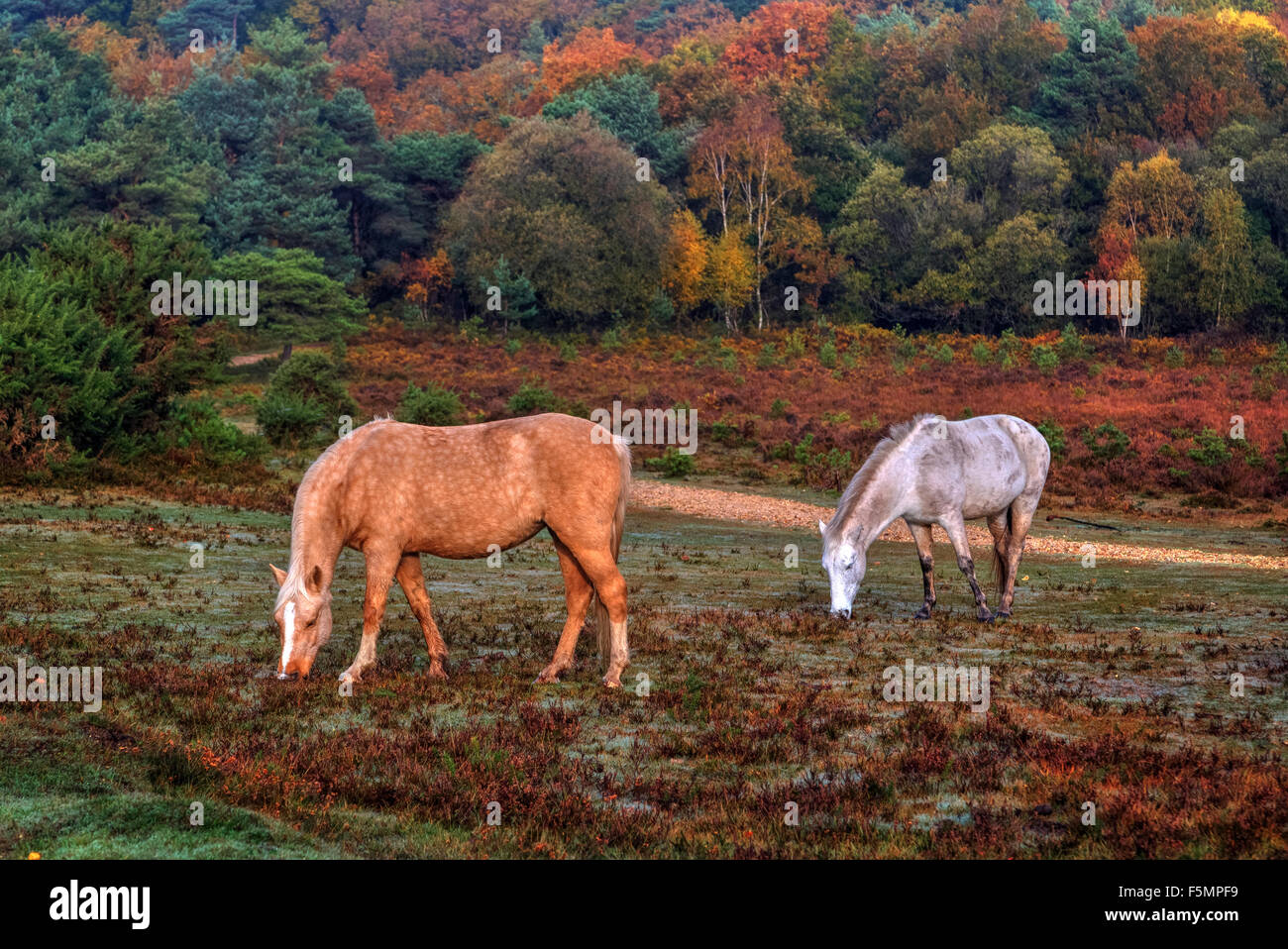 New Forest, Brockenhurst, Hampshire, Inghilterra, Regno Unito Foto Stock