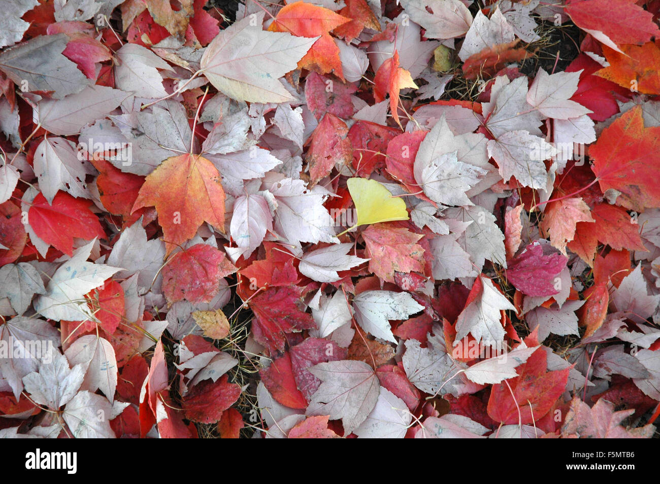 Foglie di autunno a Brooklyn, NY Foto Stock