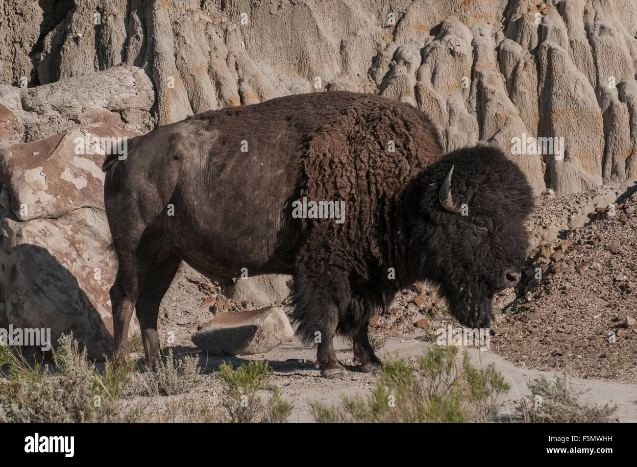 Bisonti americani o bufalo americano (Bison bison) bull Theodore Roosevelt National Park, North Dakota. Bison sono il più grande terr Foto Stock