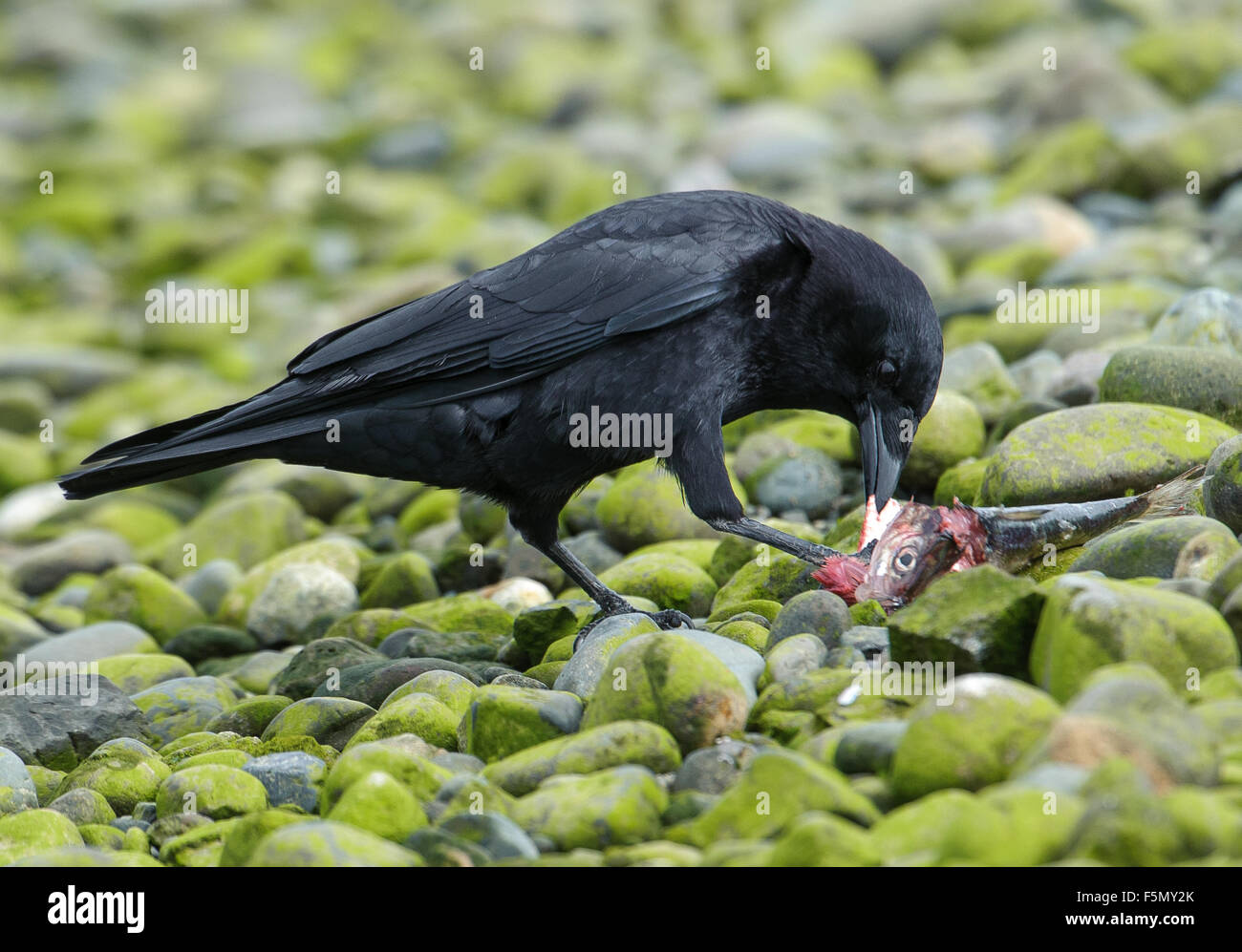 Northwestern Crow (Corvus caurinus) (anche poss. American Crow) alimentazione sul pesce, Isola di Vancouver, British Columbia Foto Stock