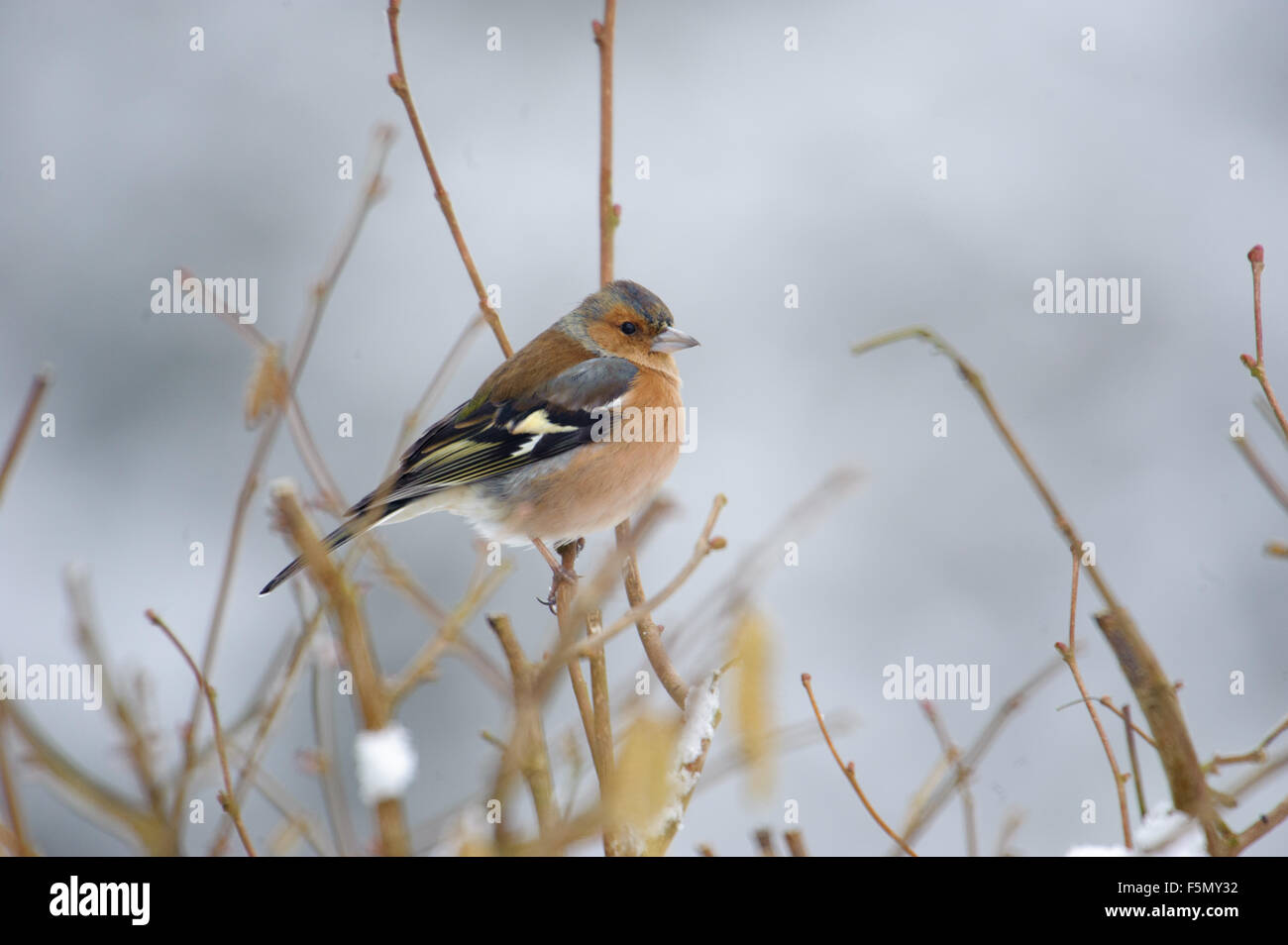 (Fringuello Fringilla coelebs), Westerham, Inghilterra Foto Stock