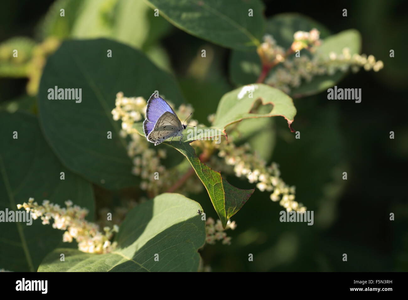La Siepe comune blu (Acytolepis puspa) maschio in Giappone Foto Stock
