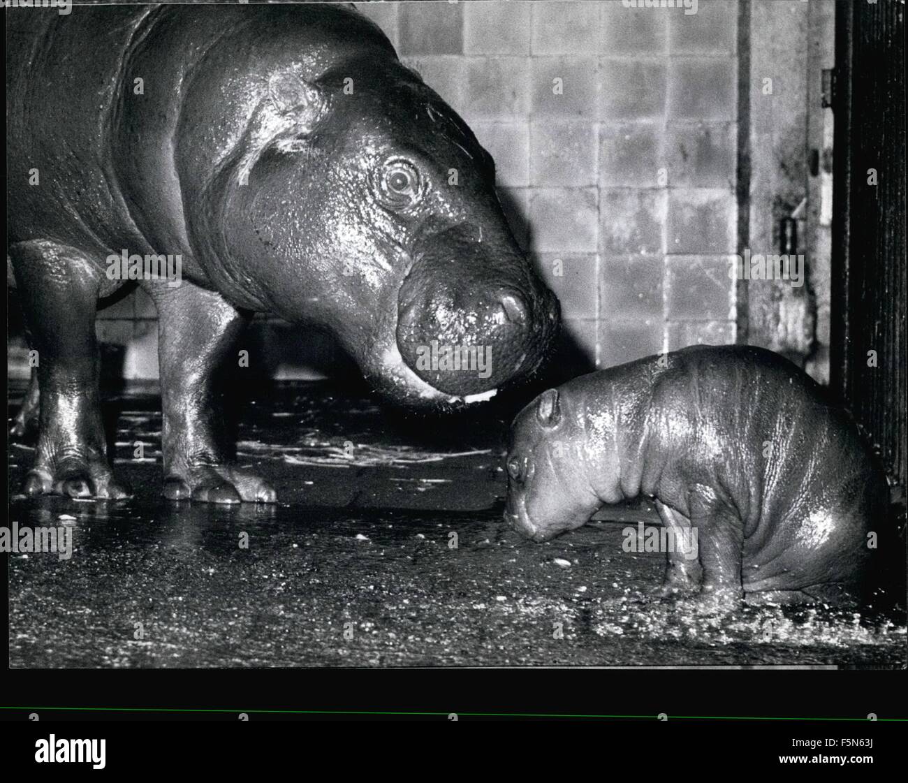 1979 - Giovani Dwarf-Hippopotamus a Monaco di Baviera: sembra piuttosto contrito, la nuova nata di ippopotamo a Monaco di Baviera Hellaburnn zoo, per sembra come se essere insegnato dalla sua madre. Potrebbe essere che il piccolo è stato troppo desiderosi di essere fotografato? Per la sua madre Fanta'' non piace a tutti, quando estranei venire vicino al suo bambino, poi lei ottiene molto narvous. E questo è esattamente ciò che i custodi del giardino zoologico teme, per non molto tempo fa, un po' di Ippona era stato picchiato a morte dalla sua madre nervoso ''Coco''. quindi per qualche tempo, a circa tre settimane, gli allevatori devono tenere un occhio su entrambi di essi, poppa Foto Stock