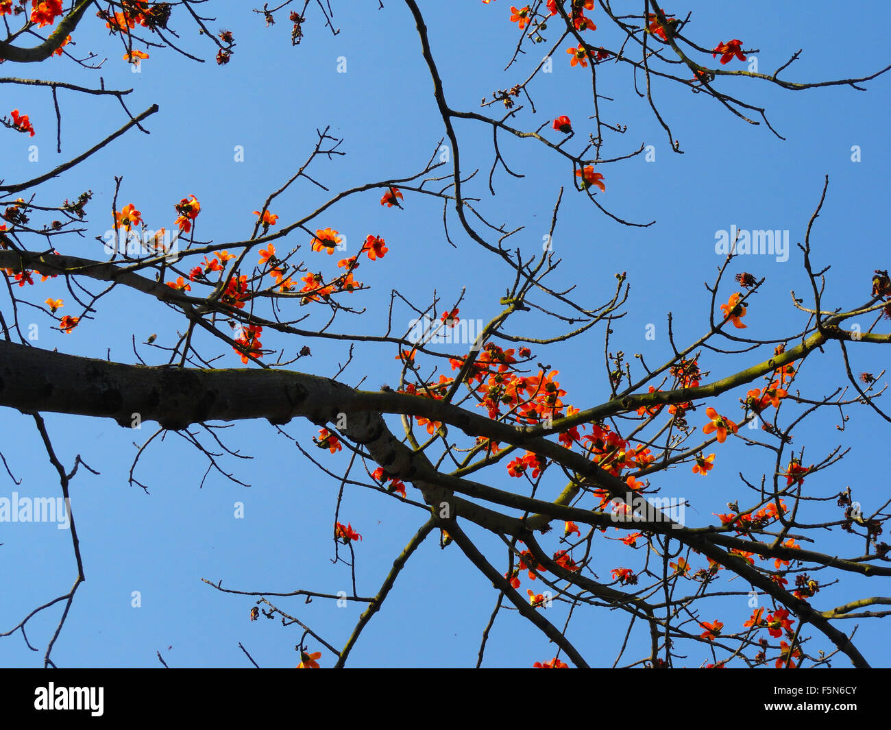 Albero in Autmn contro blu cielo molto nuvoloso Foto Stock
