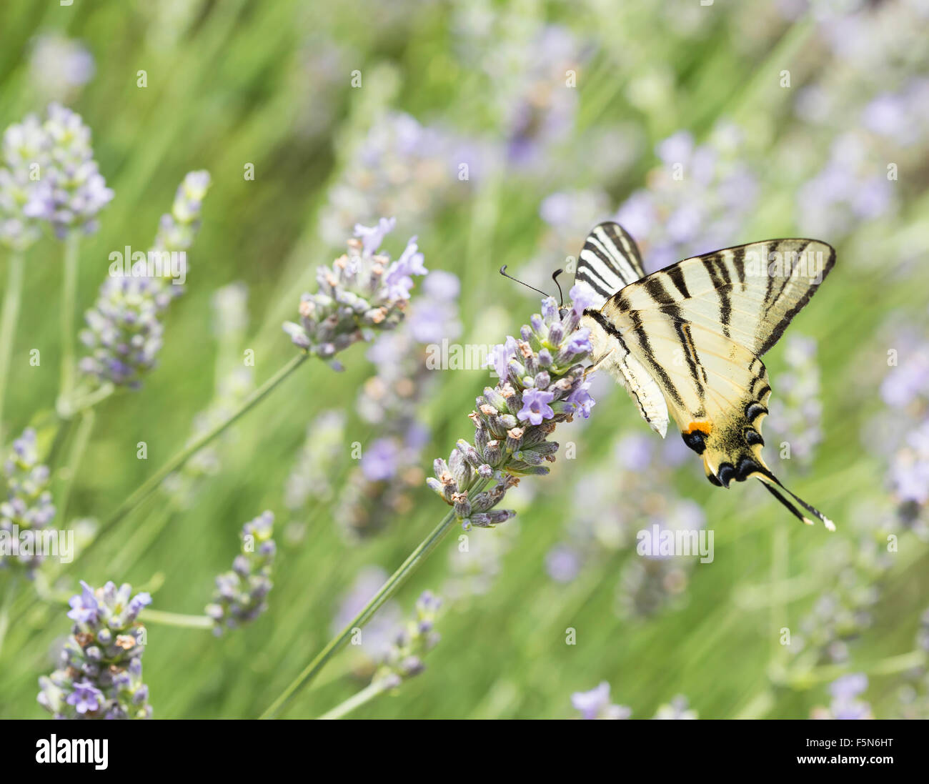 Alimentazione a farfalla con un impianto di Nectar. Foto Stock