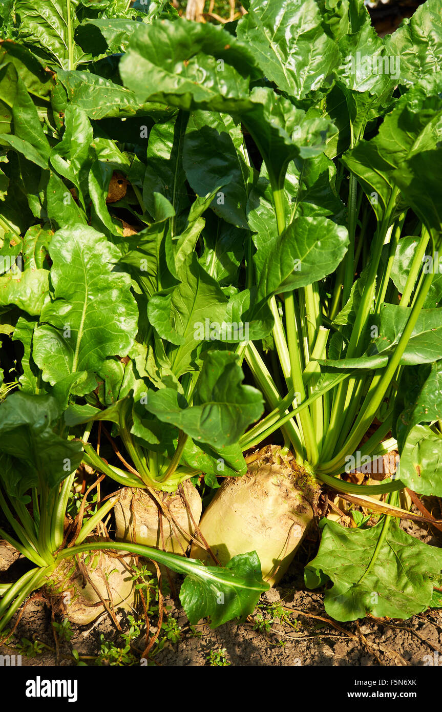 Alcuni dei più grandi Mangelwurzel sono in crescita in una riga Foto Stock