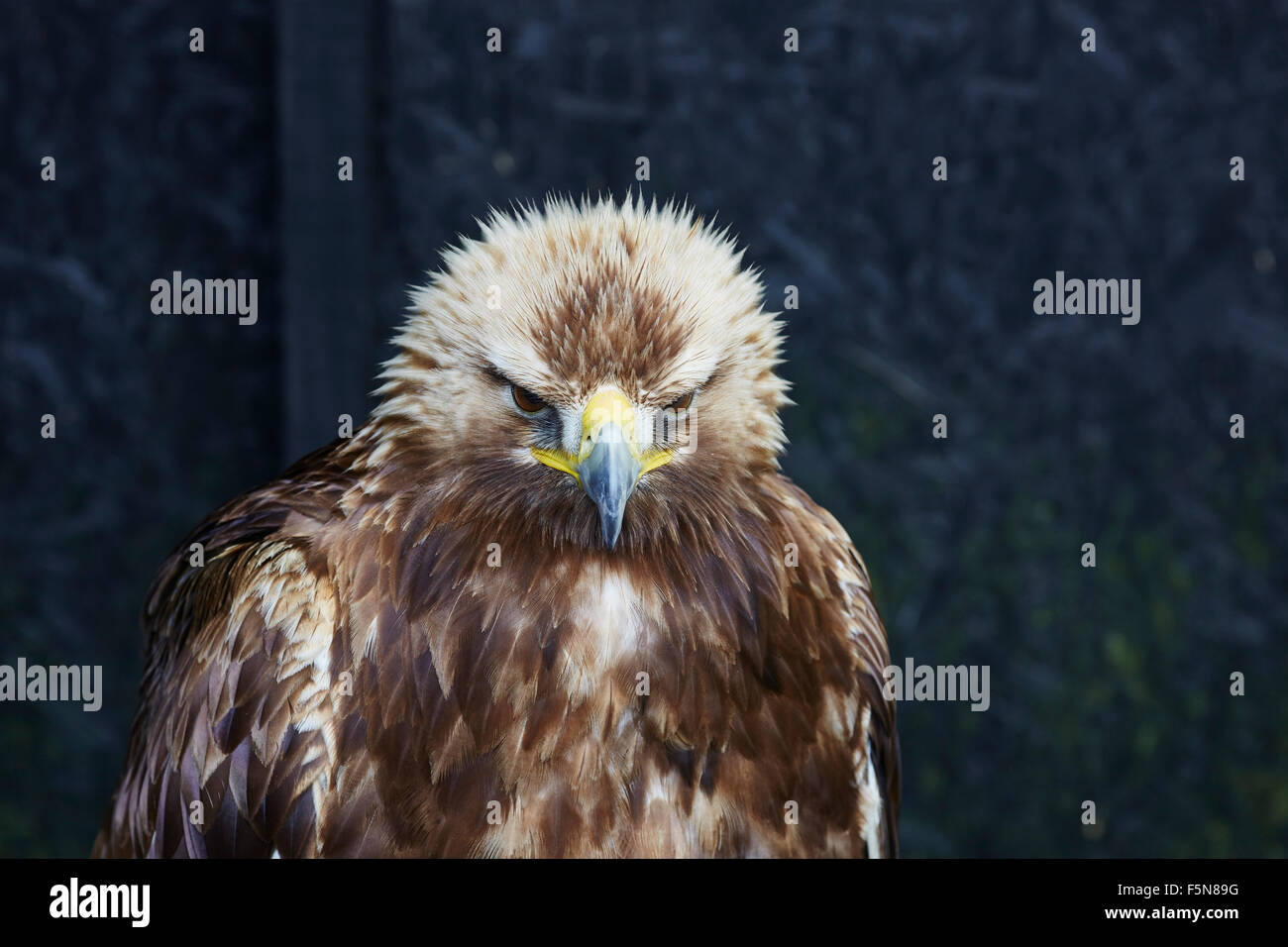 Un captive golden eagle,Aquila chrysaetos,rivolta verso la telecamera. Foto Stock