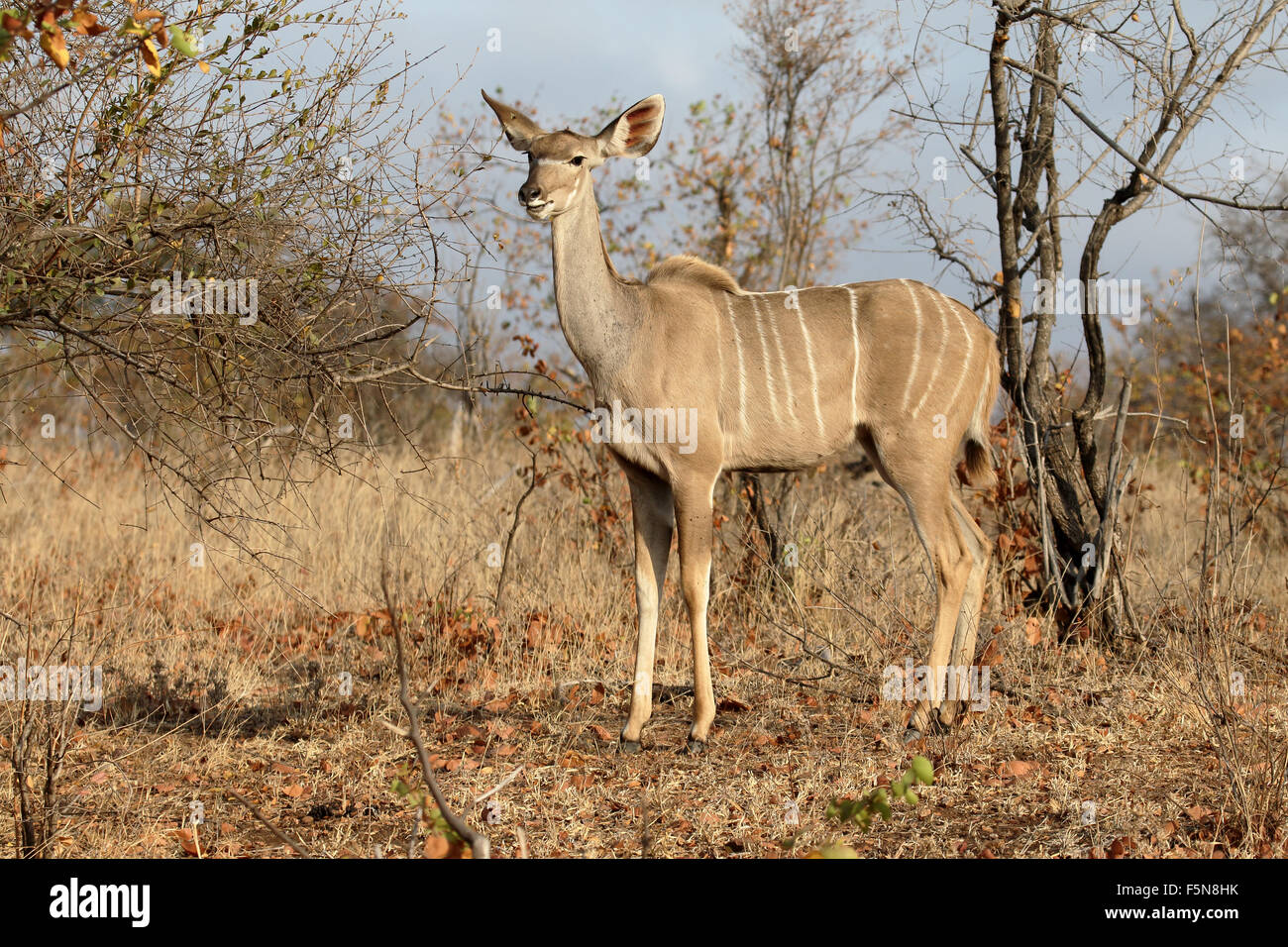 Maggiore Kudu, Tragelaphus strepsiceros, femmina, Sud Africa, Agosto 2015 Foto Stock