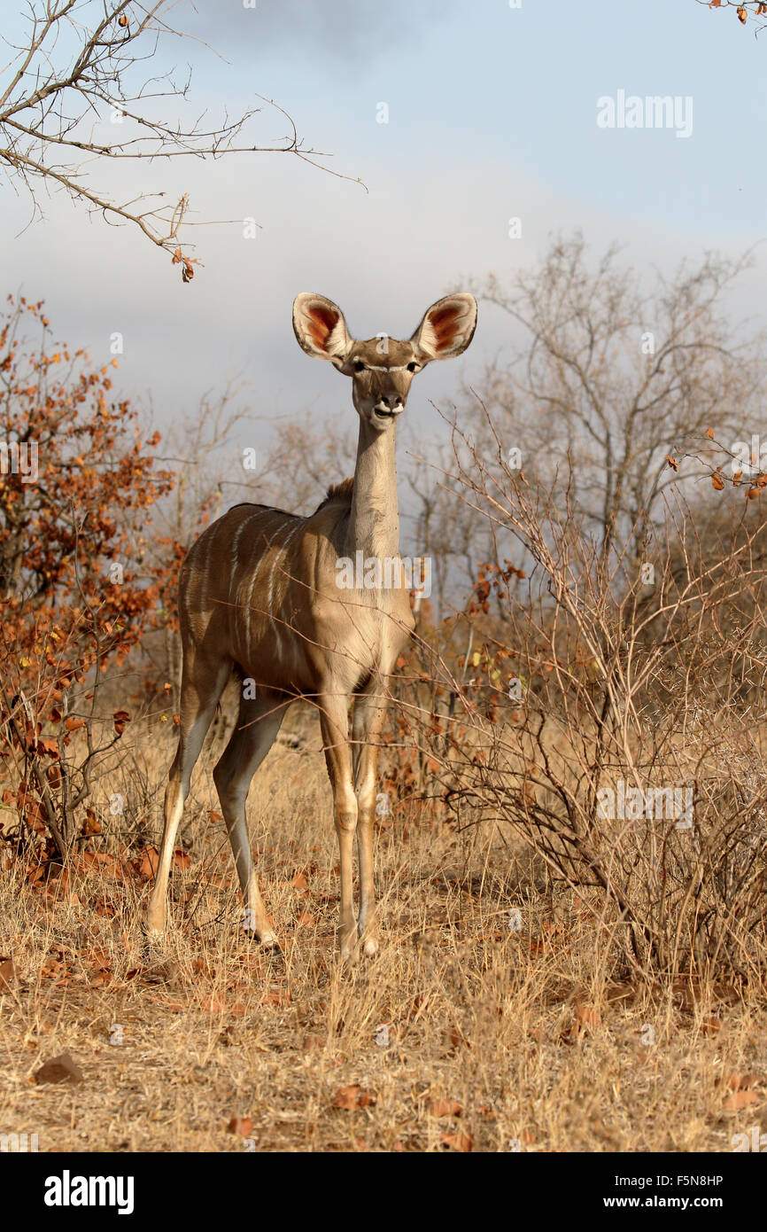 Maggiore Kudu, Tragelaphus strepsiceros, femmina, Sud Africa, Agosto 2015 Foto Stock