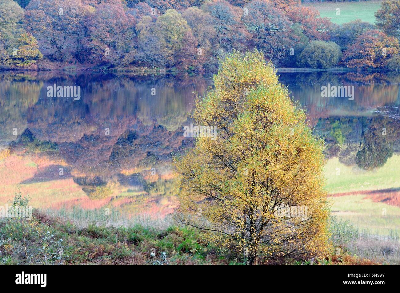 Lo Strinare silver birch e alberi d'autunno riflesso in Caban coch serbatoio Rhayader Elan Valley Galles Cymru REGNO UNITO GB Foto Stock