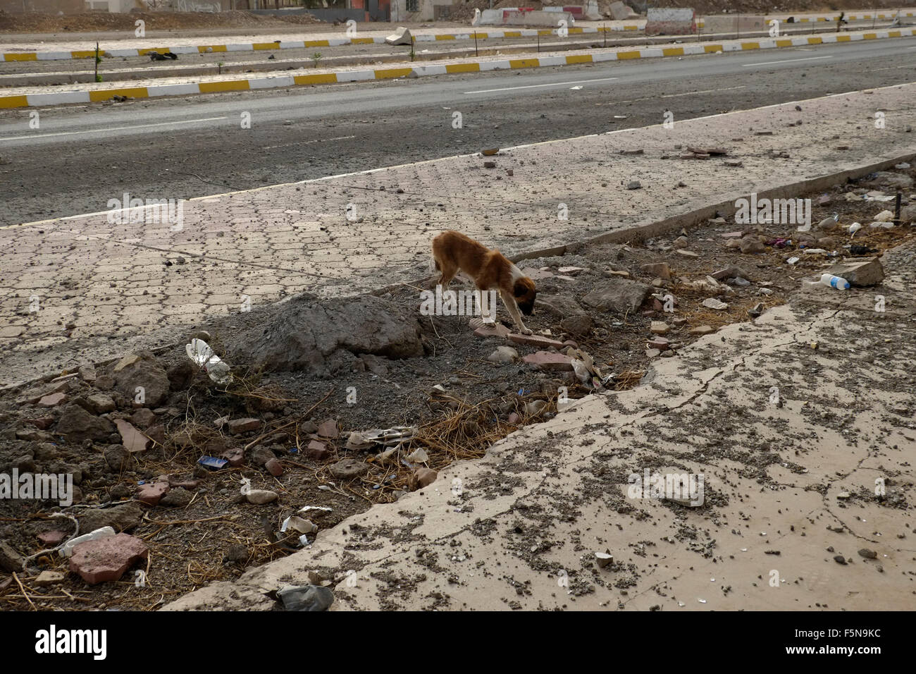 Un cane randagio camminando in Rabia in abbandonato del mezzo di trasporto che attraversa la frontiera tra Iraq e Siria si trova di fronte alla città siriana di Al-Yarubiyah nord-orientale della Siria Foto Stock