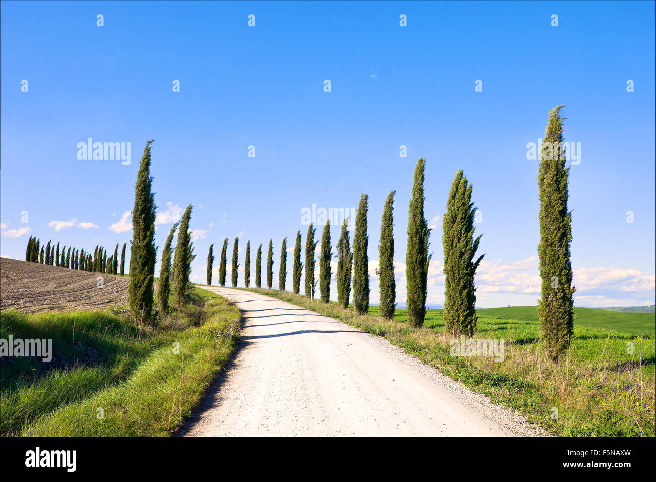 Cipressi righe e una strada bianca tipico paesaggio nelle Crete Senesi terreno vicino a Siena, Toscana, Italia, Europa. Foto Stock