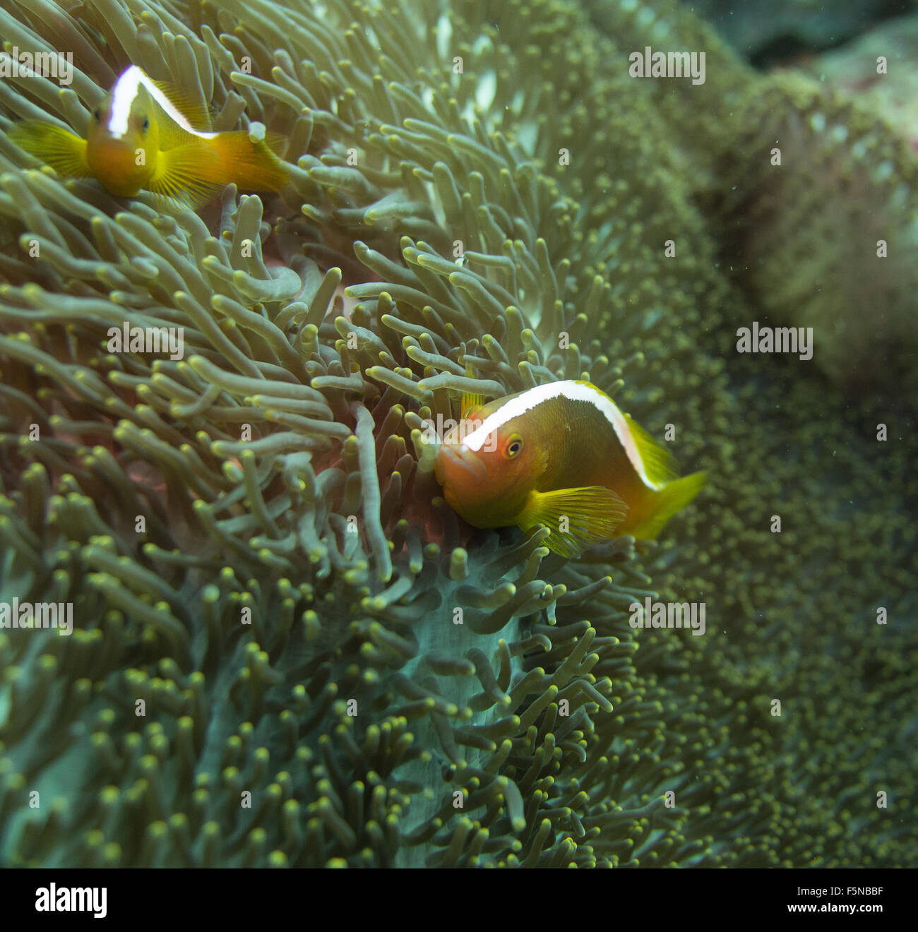 Clownfish nella sua anemone Foto Stock