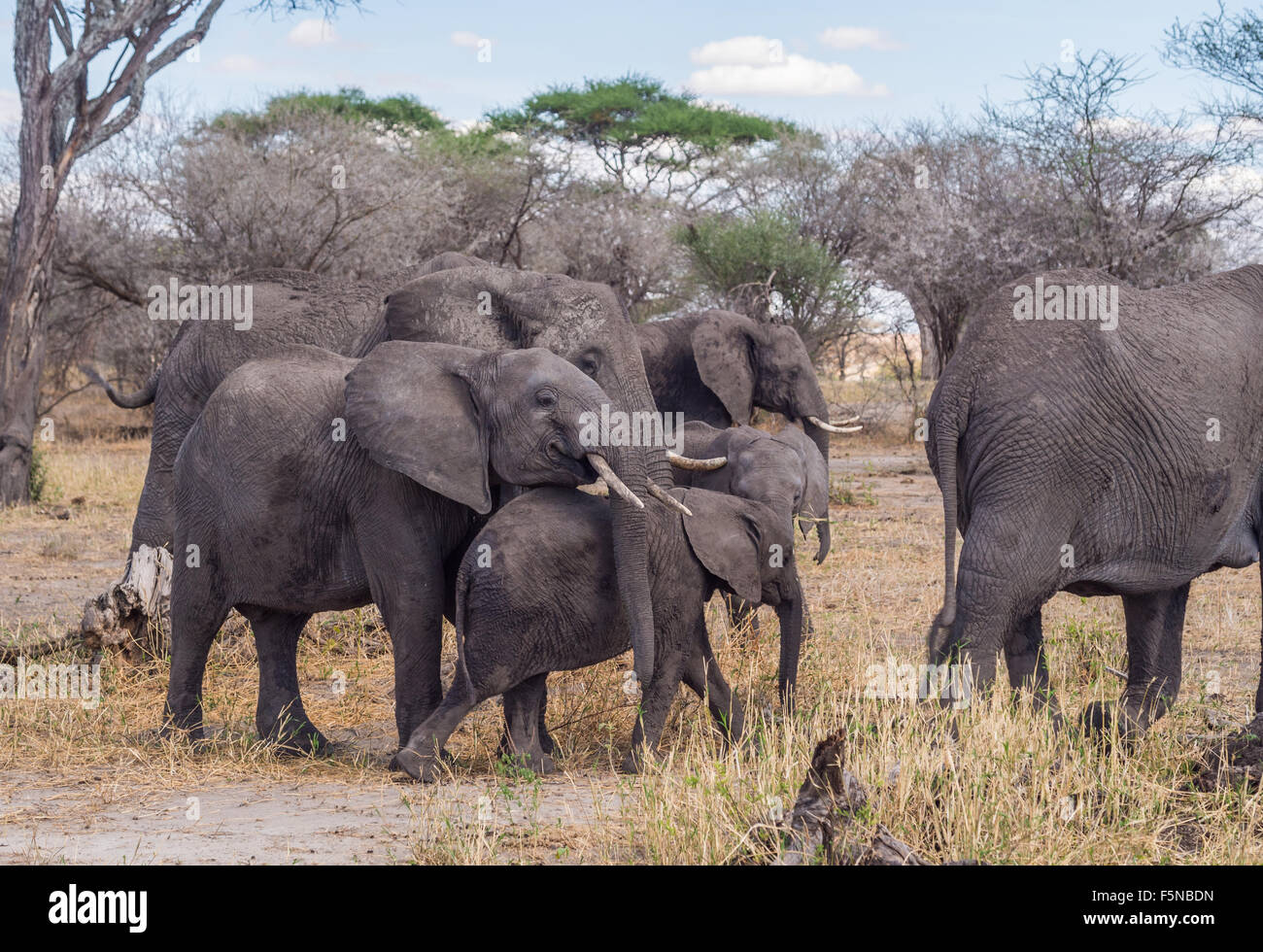 Branco di elefanti nel Parco Nazionale di Tarangire e in Tanzania, Africa. Baby elefanti giocando nel fuoco. Foto Stock