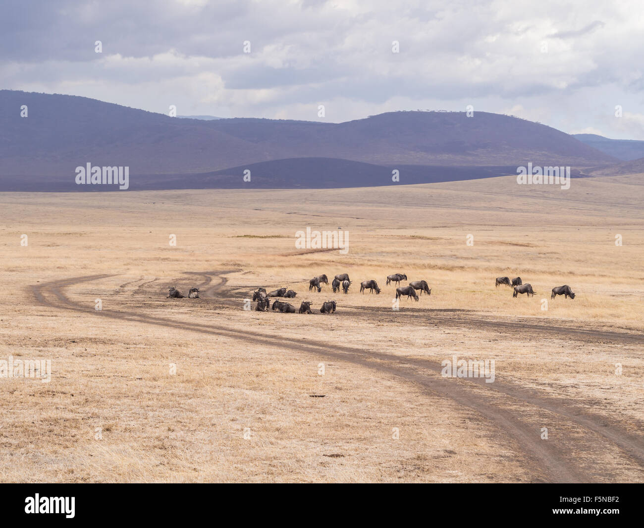 Blue wildebeests nel cratere di Ngorongoro in Tanzania, Africa. Foto Stock