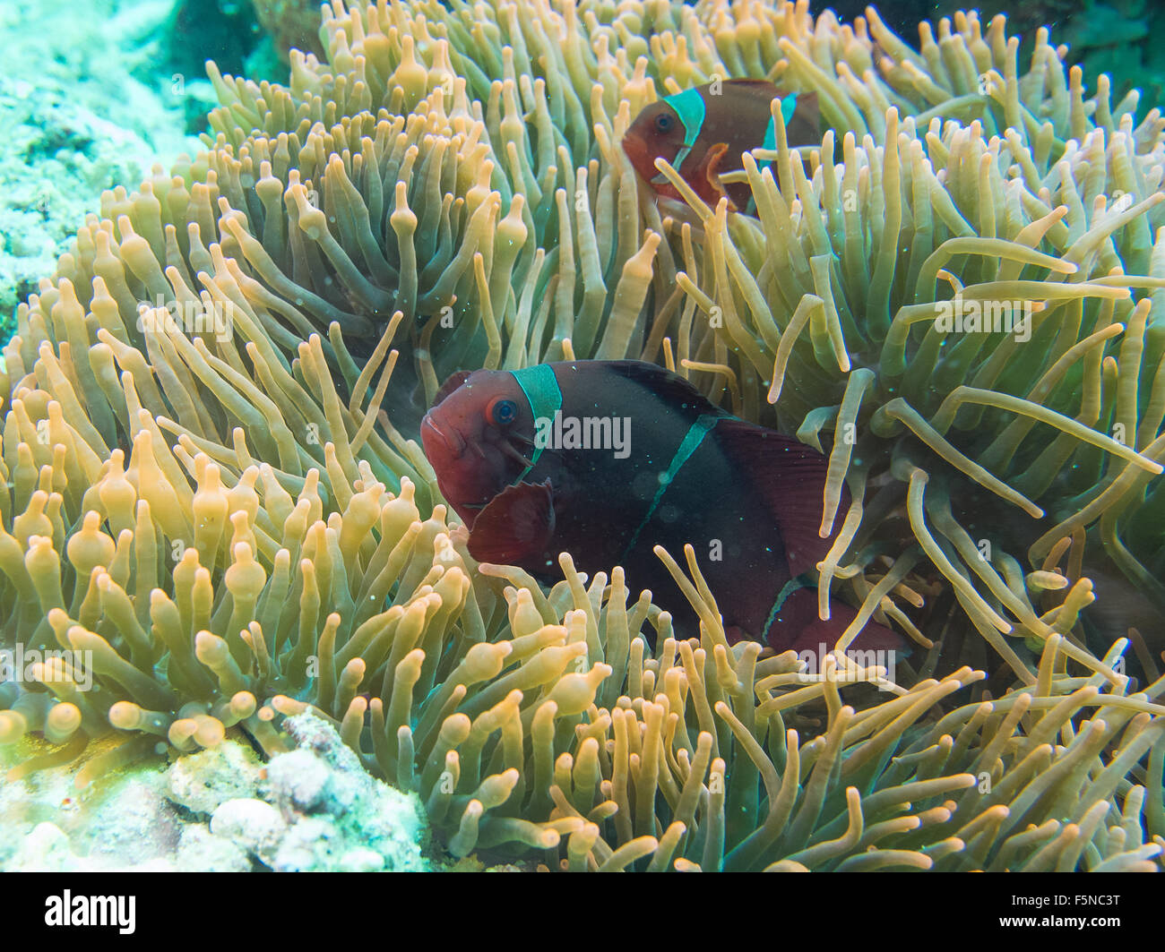 Clownfish nella sua anemone Foto Stock