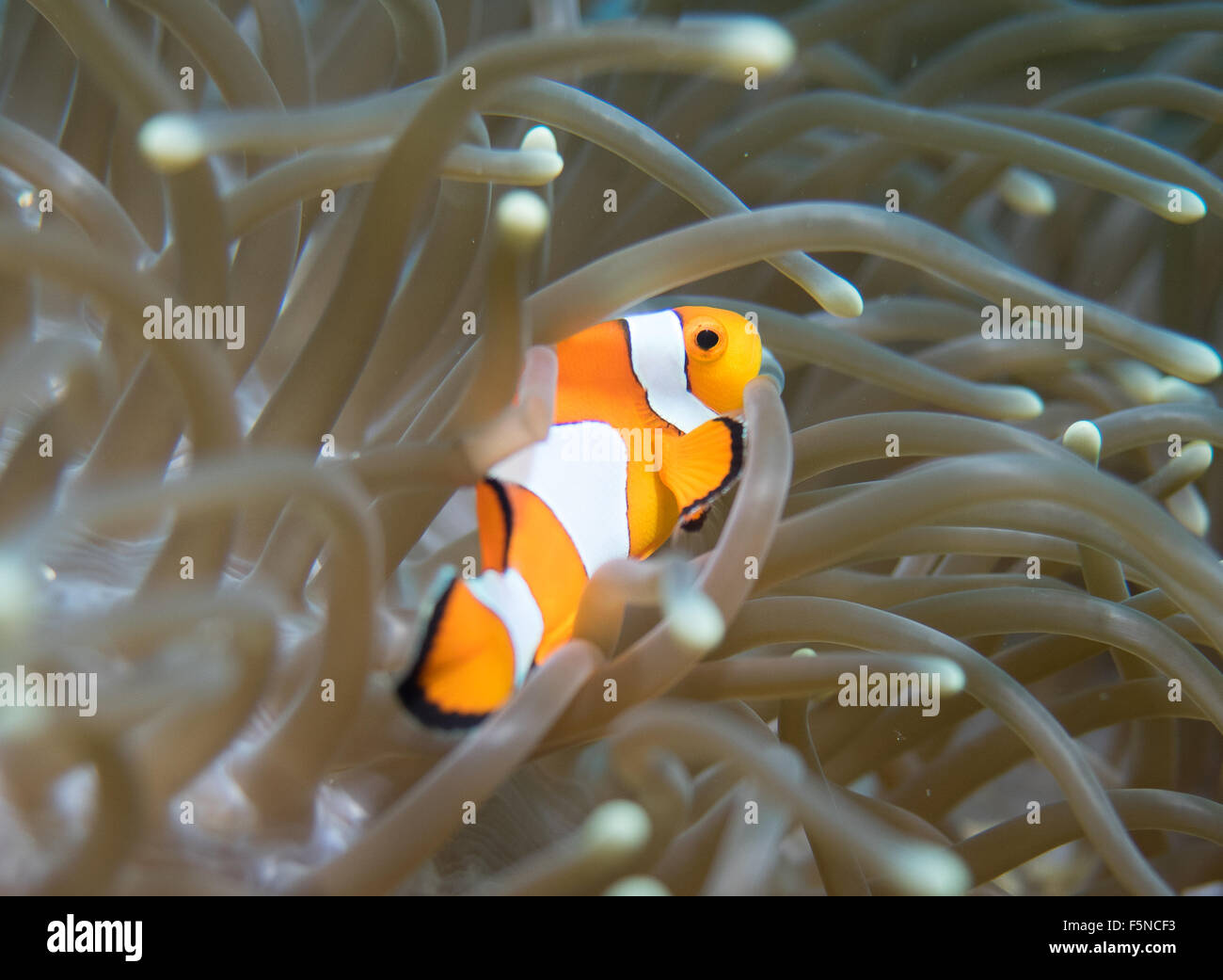 Clownfish nella sua anemone Foto Stock